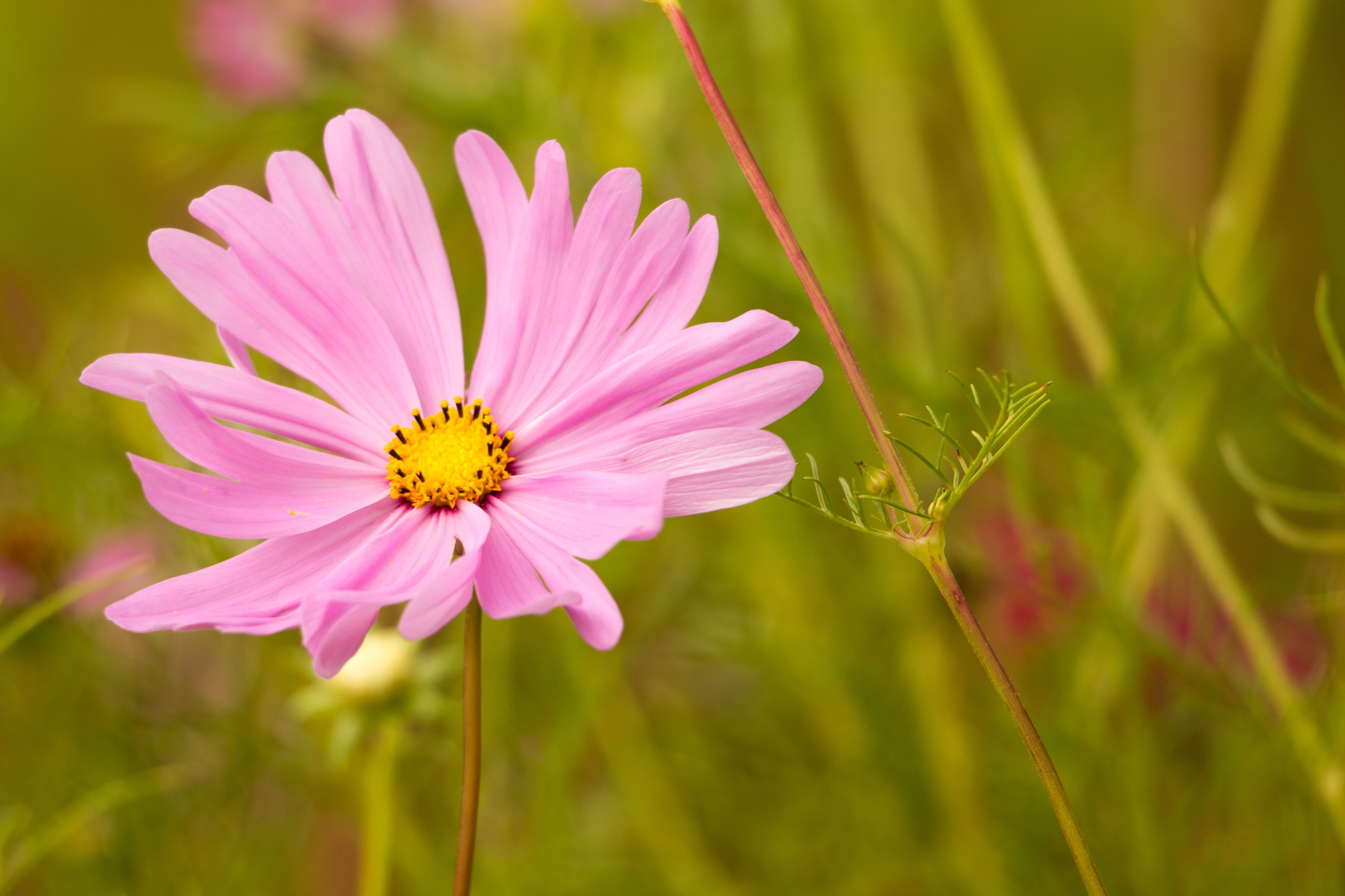 petal, pink flower, cosmos bipinnatus, bloom, leaflet leaved schmuckblume, blossom, vulnerability, pink color, cosmos flower, beauty in nature, fragility, HD Wallpaper