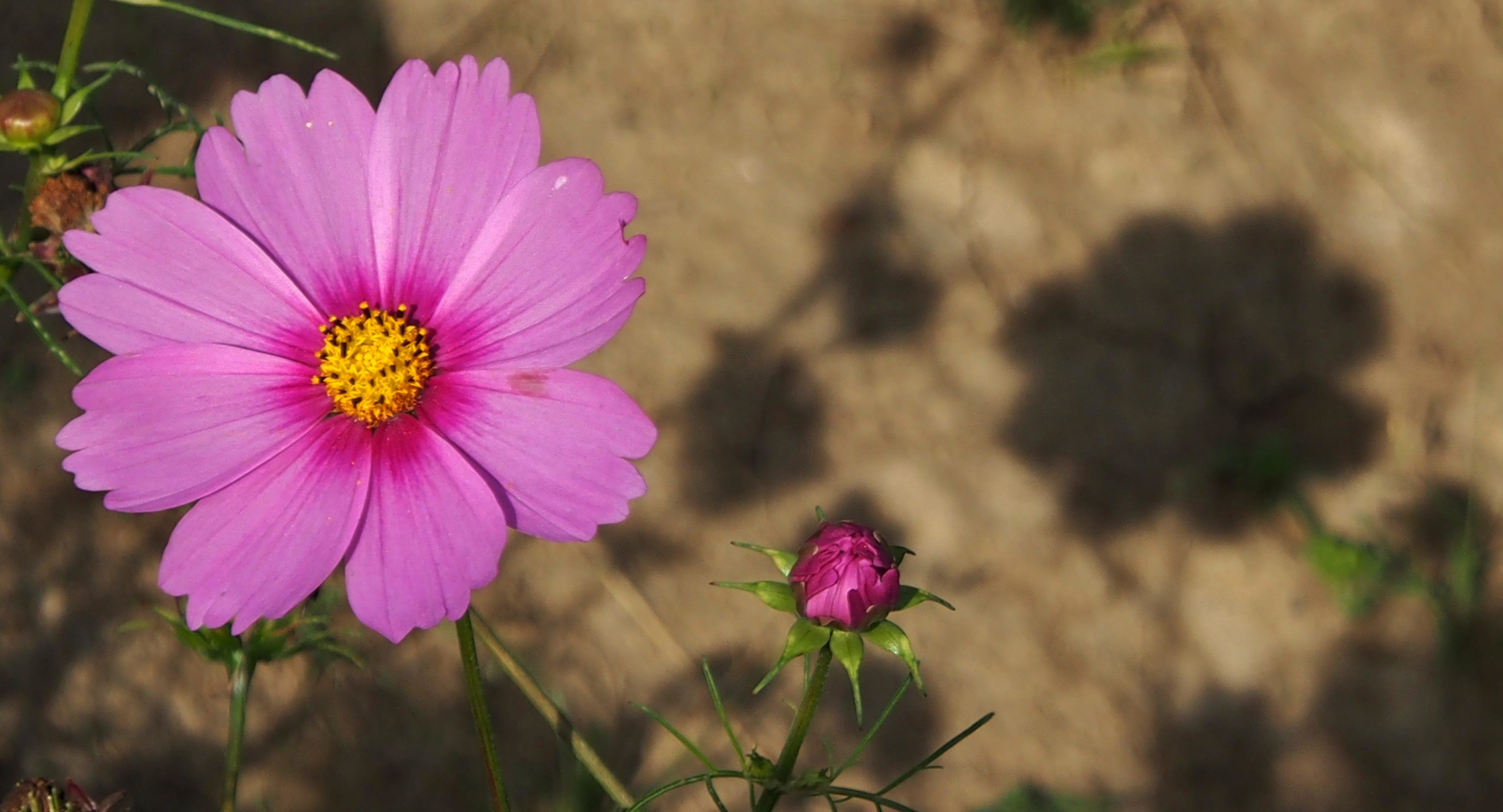 kosmee, pollen, no people, pink flower, pink color, petal, inflorescence, focus on foreground, day, silhouette, flower, fragility, flowering plant, nature, HD Wallpaper
