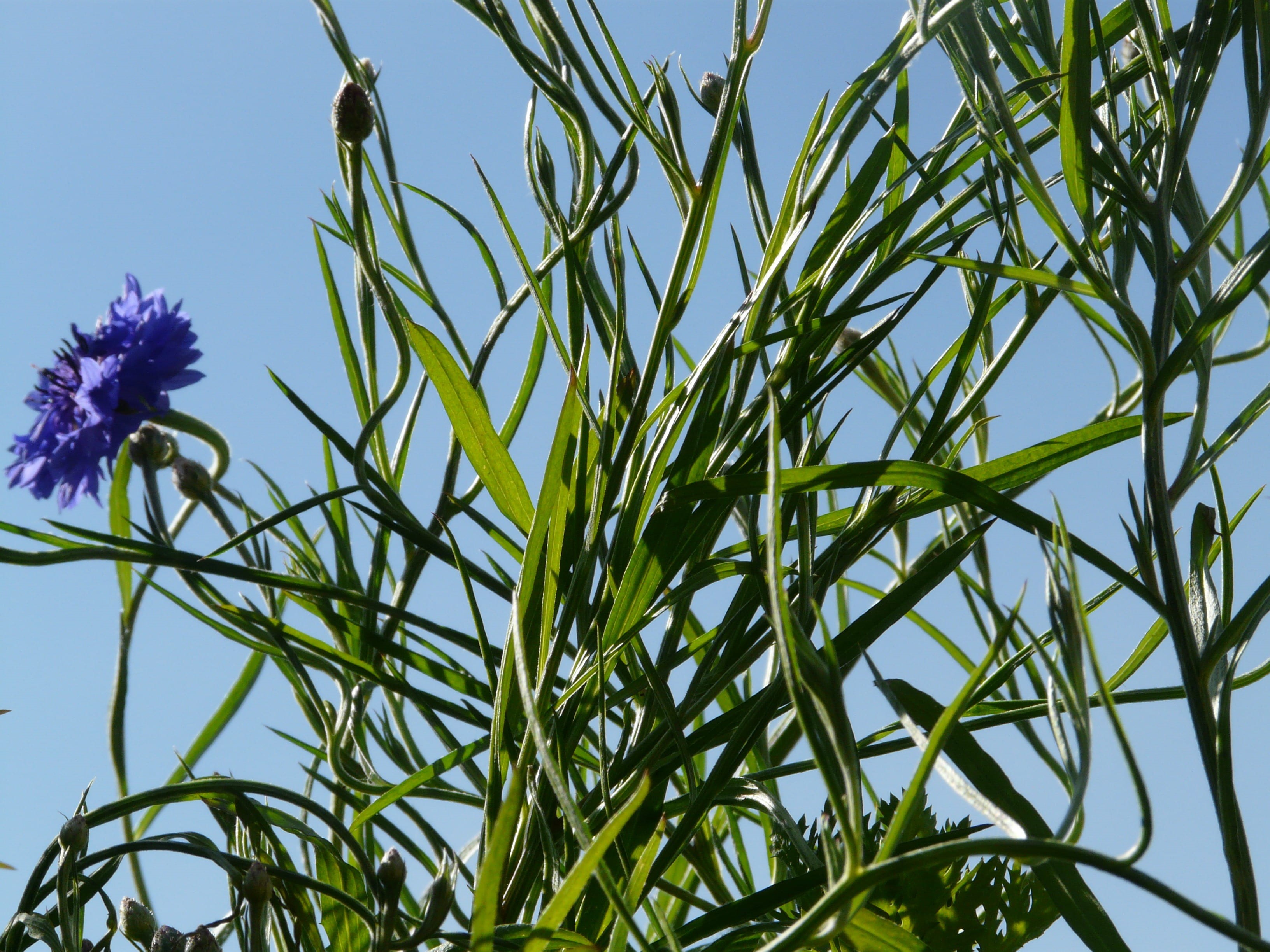 fragility, summer, animals in the wild, sky, 2K, flower, herb, flowering plant, leaflet gap, outdoors, bud, blue, animal, no people, centaurea cyanus, HD Wallpaper