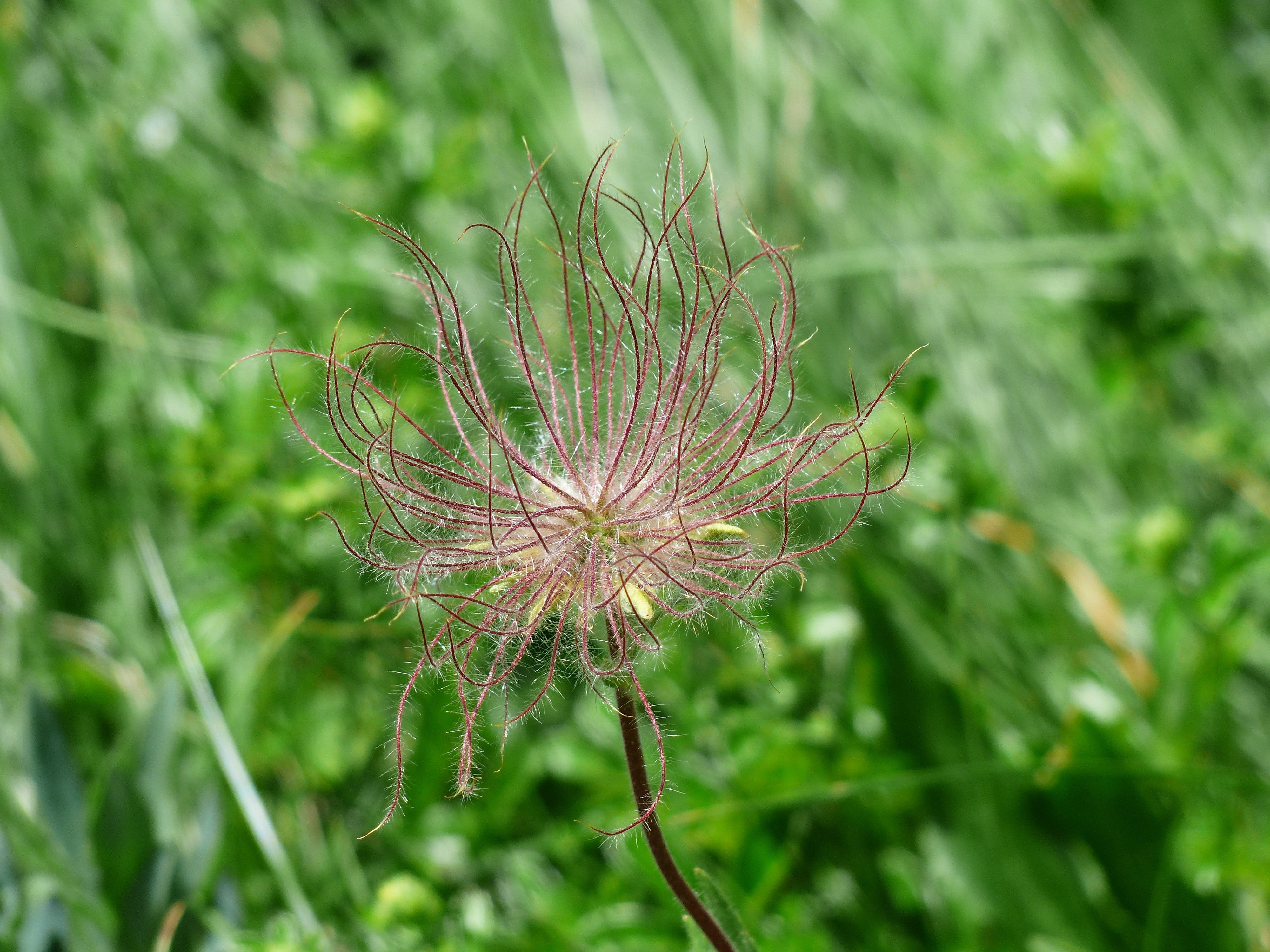 bear plumpen, crested hair good, ranunculaceae, wilde männle, seeds was, haarschopfig, fruit headed lovebird, plant, wild man herb, dandelion, great alpine pasqueflower, HD Wallpaper