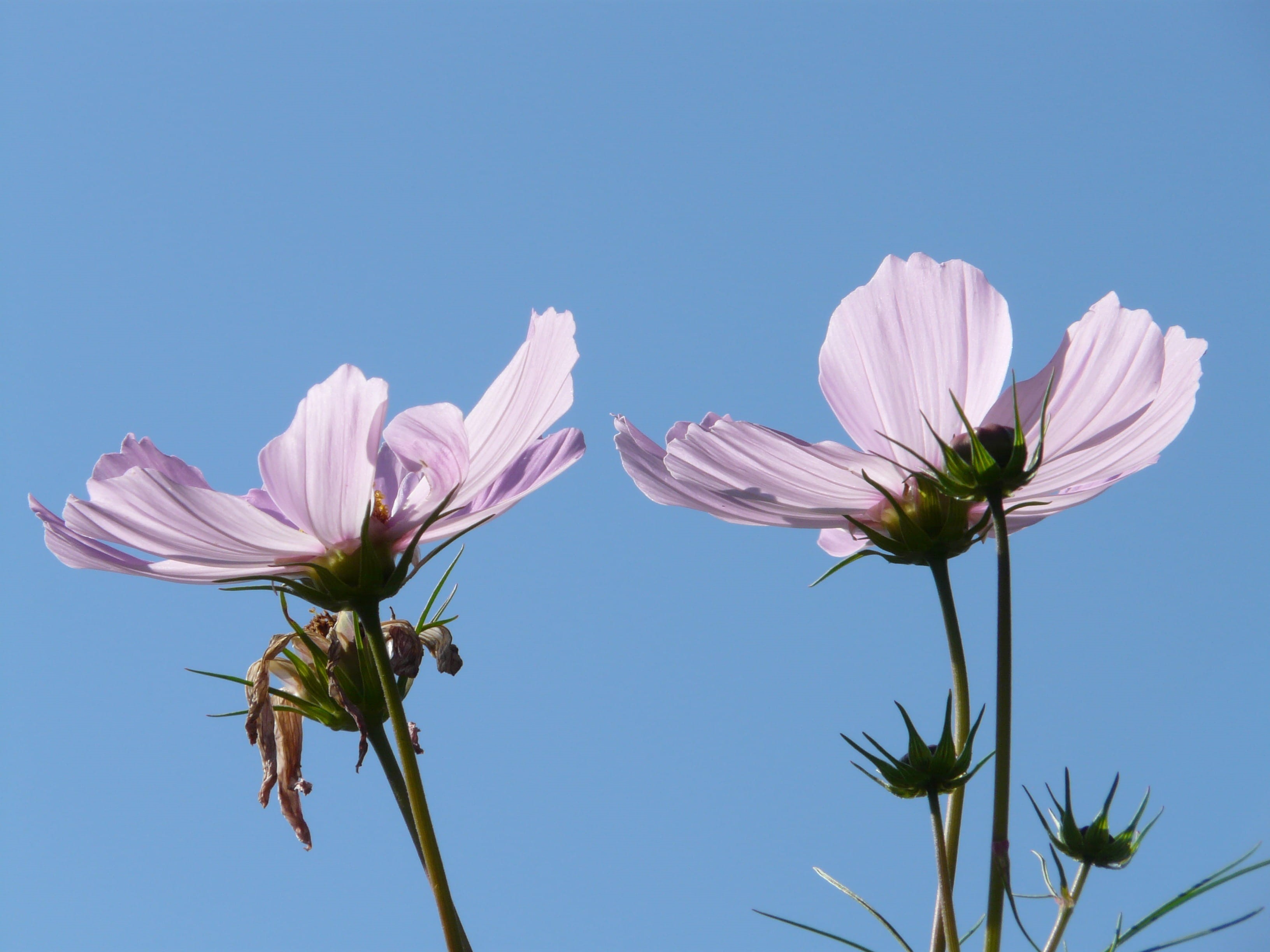 close-up, kosmee, no people, low angle view, freshness, sepal, blue background, bloom, leaflet leaved schmuckblume, cosmea, bidens formosa, dissected leaf, HD Wallpaper