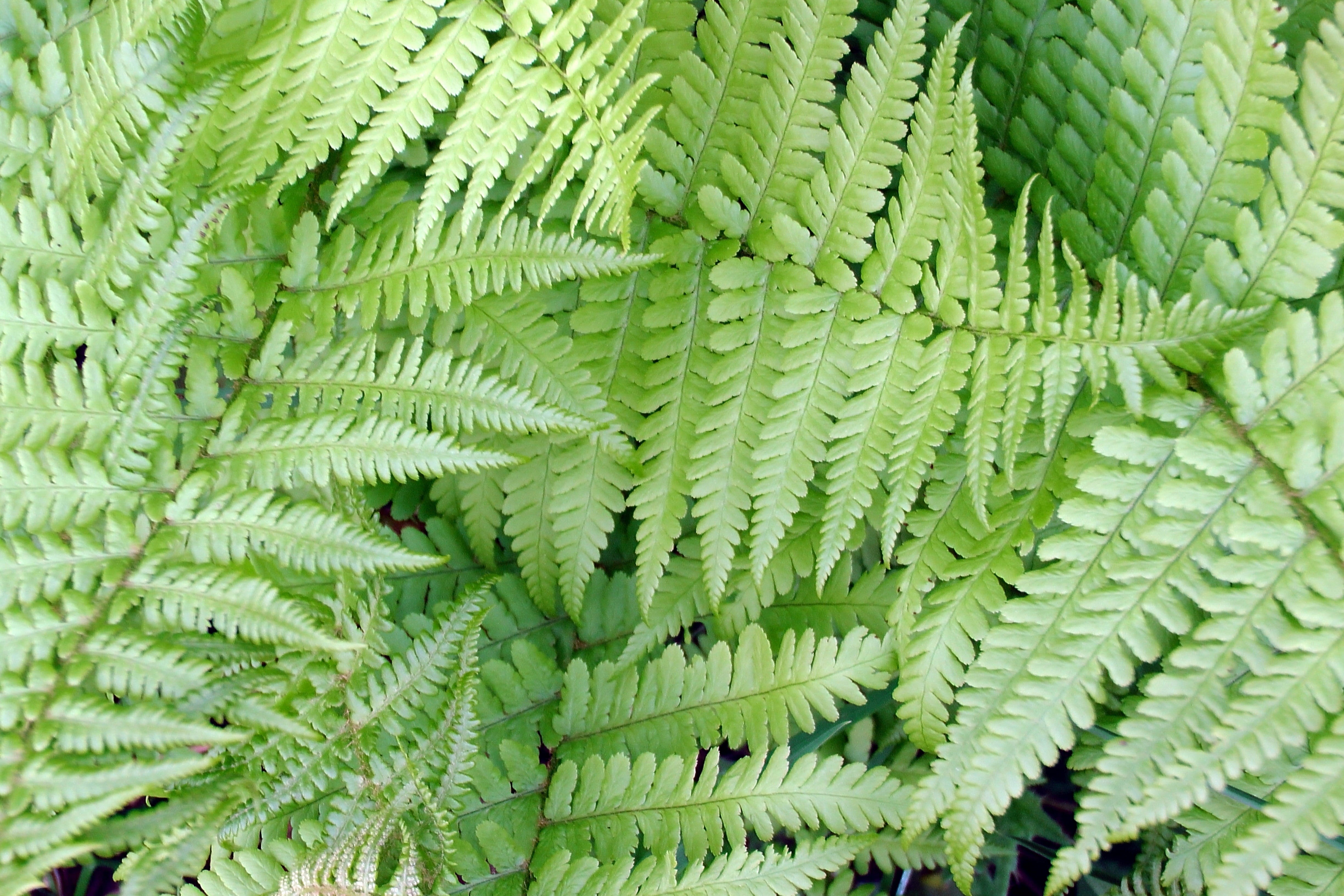 leaves, fern, growth, leaflets, tree, backgrounds, day, natural pattern, close-up, green, lush foliage, freshness, 4K, rainforest, spring, beauty in nature, HD Wallpaper