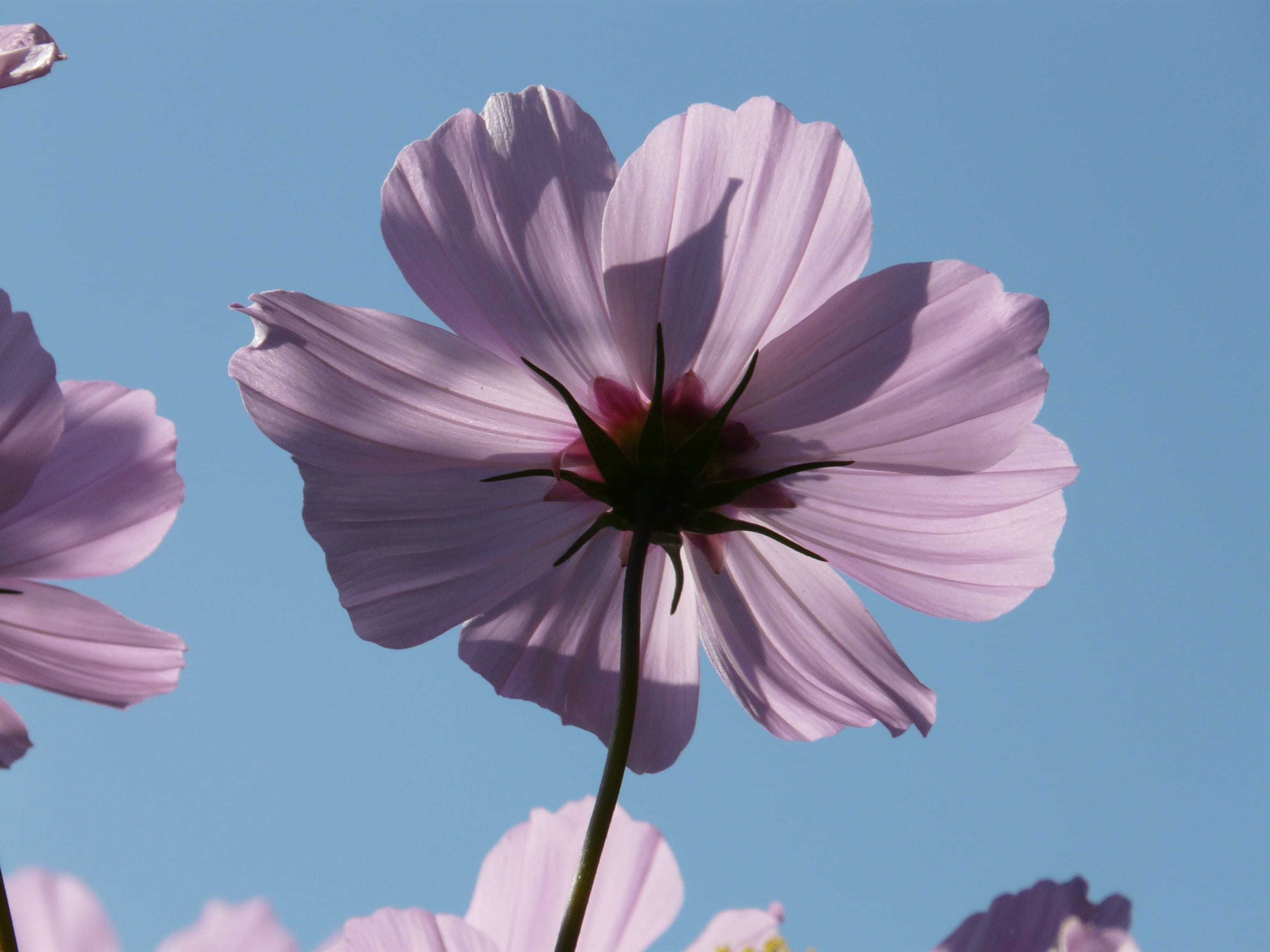 violet, purple, leaflet leaved schmuckblume, day, sky, outdoors, light purple, clear sky, Blossom, 2K, filigree, vulnerability, light, growth, petal, inflorescence, HD Wallpaper
