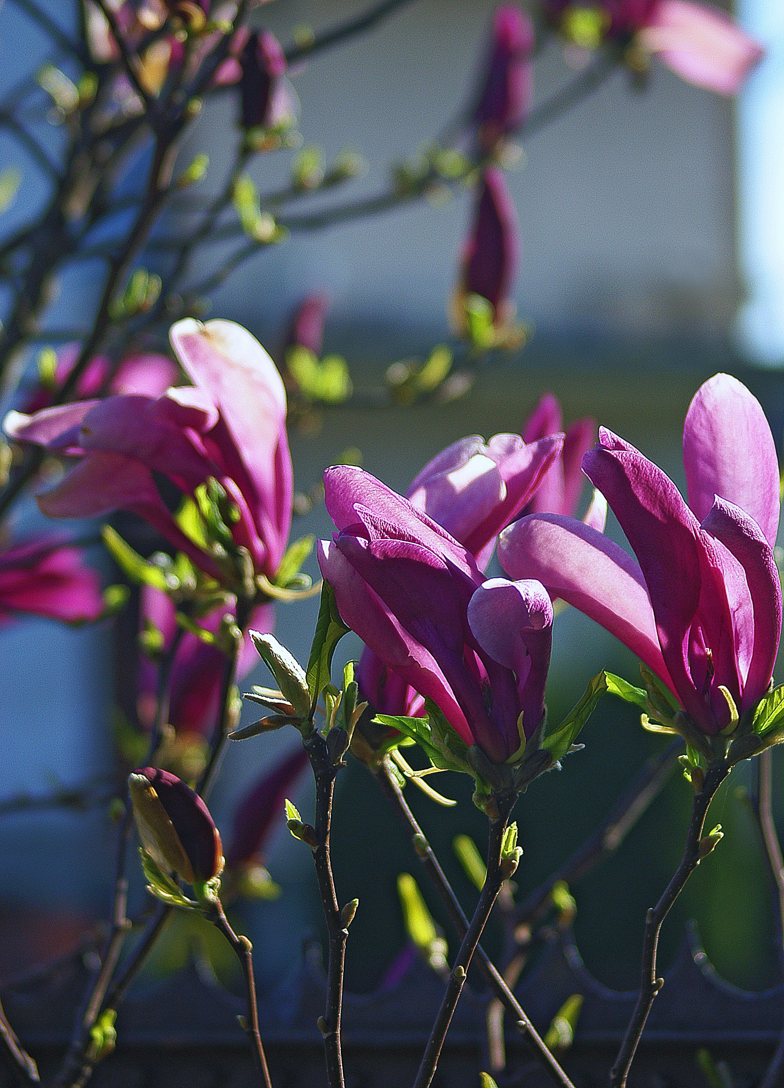 spring, petals, Magnolia, flower Head, early flowering, focus on foreground, summer, springtime, magnolia branches, Flower, inflorescence, magnolia flower, Phone HD Wallpaper