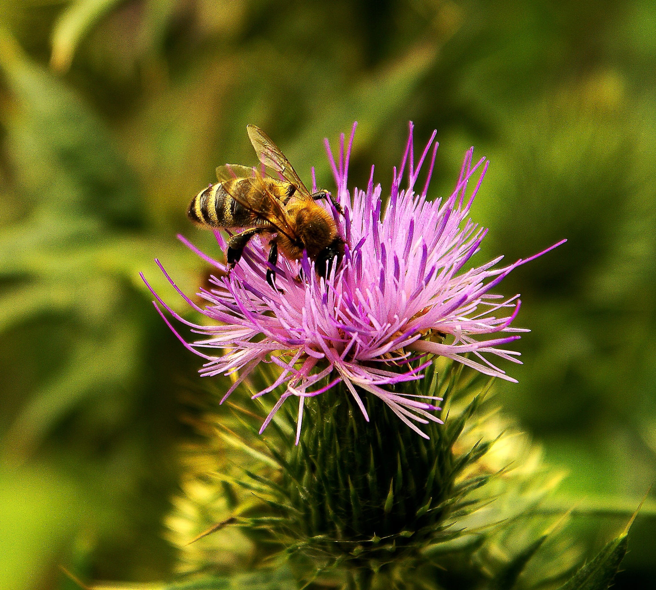 insect, freshness, animal wing, beauty in nature, violet, blossom, vulnerability, honey, no people, Cirsium Lanceolatum, meadow, honey Bee, growth, animals in the wild, HD Wallpaper