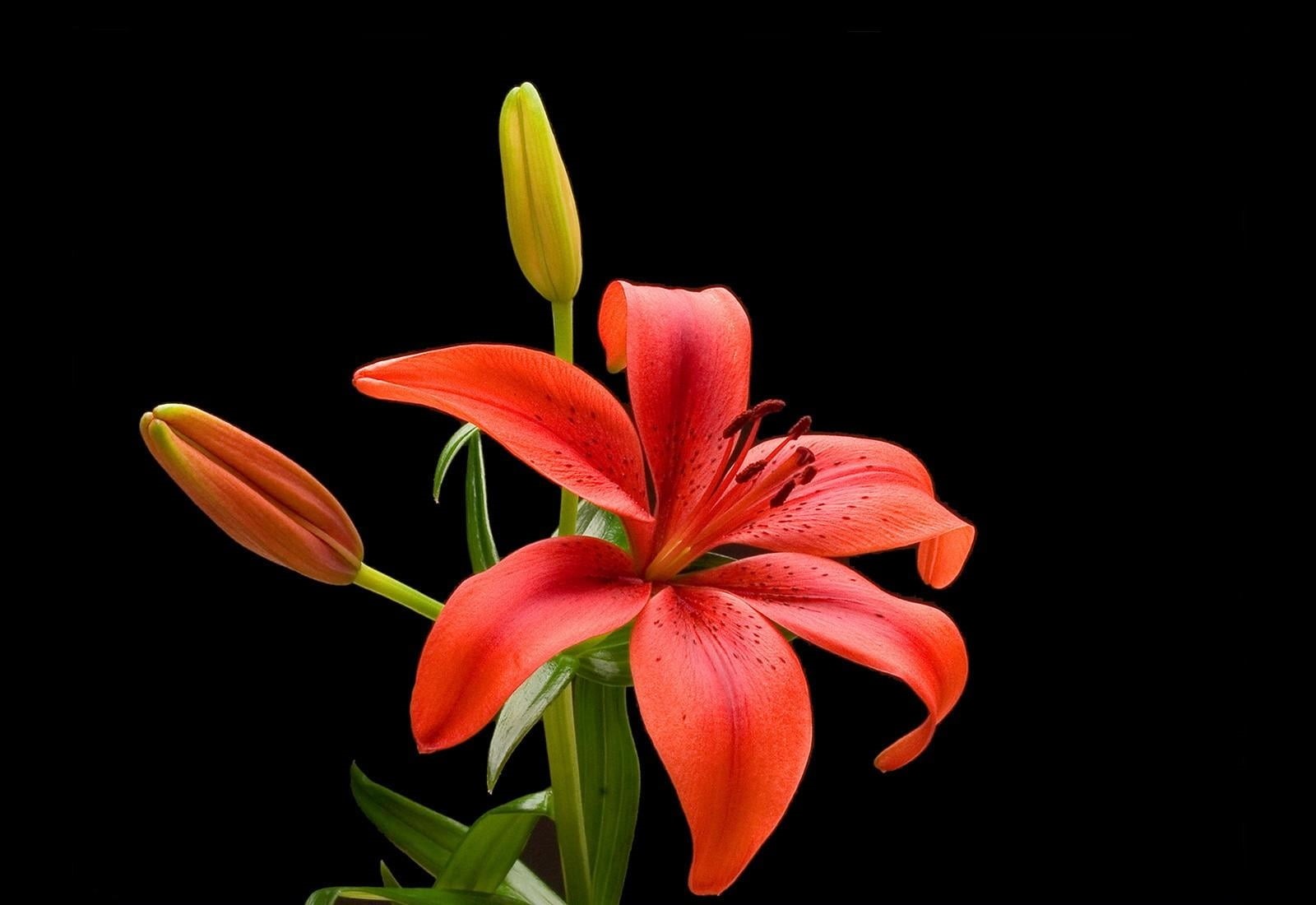red, multi Colored, single Flower, studio shot, backgrounds, fragility, growth, springtime, beauty In Nature, 720P, nature, flower, isolated, vulnerability, HD Wallpaper