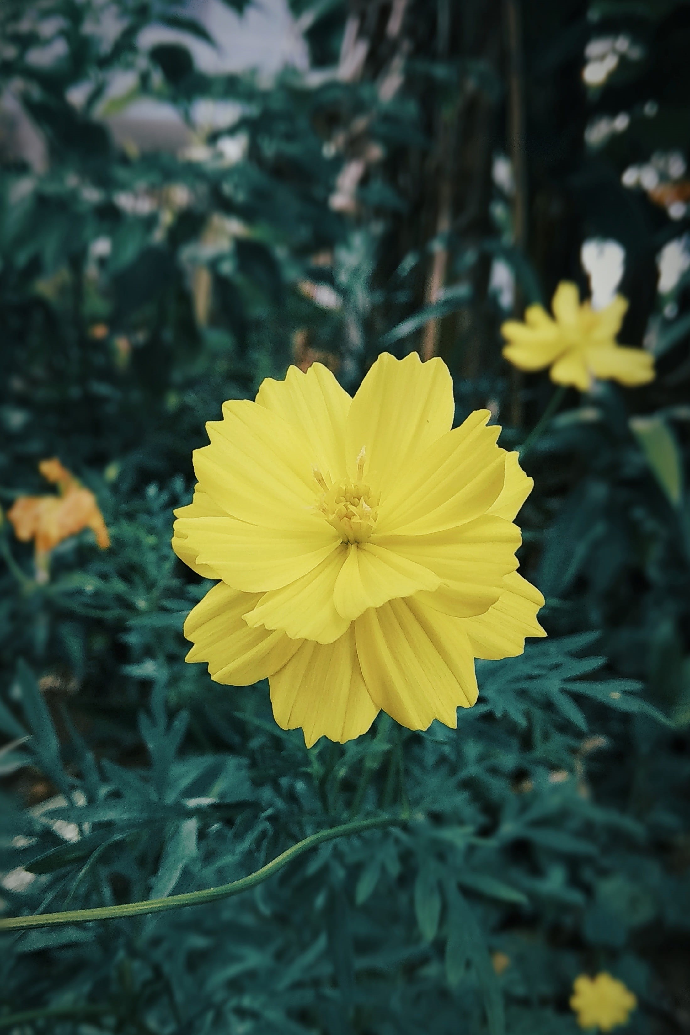 focus on foreground, no people, vulnerability, freshness, 2K, flower, beauty in nature, smartphone, growth, flowering plant, plant, inflorescence, nature, Phone HD Wallpaper