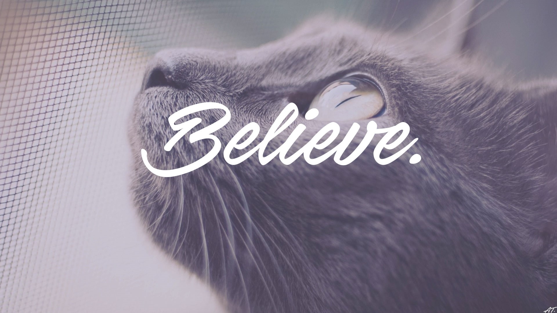 business, communication, one animal, no people, financial advisor, western script, close-up, cat animals i want to believe dark writing, pets, mammal, domestic animals, HD Wallpaper