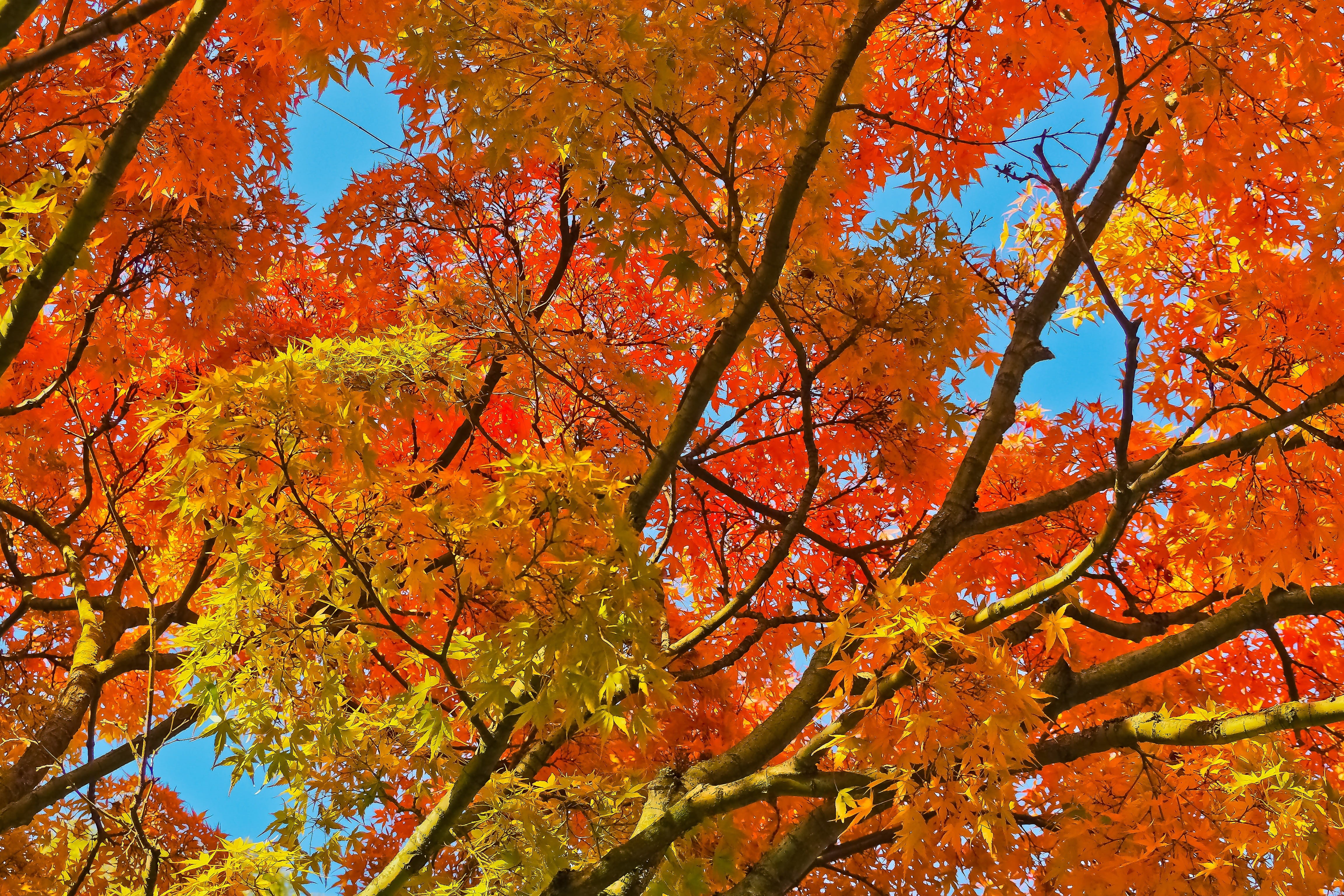 golden october, landscape, growth, nature, color, Gold, tree canopy, plant part, seasons, leaves in the autumn, fall leaves, tranquility, orange, mood, HD Wallpaper