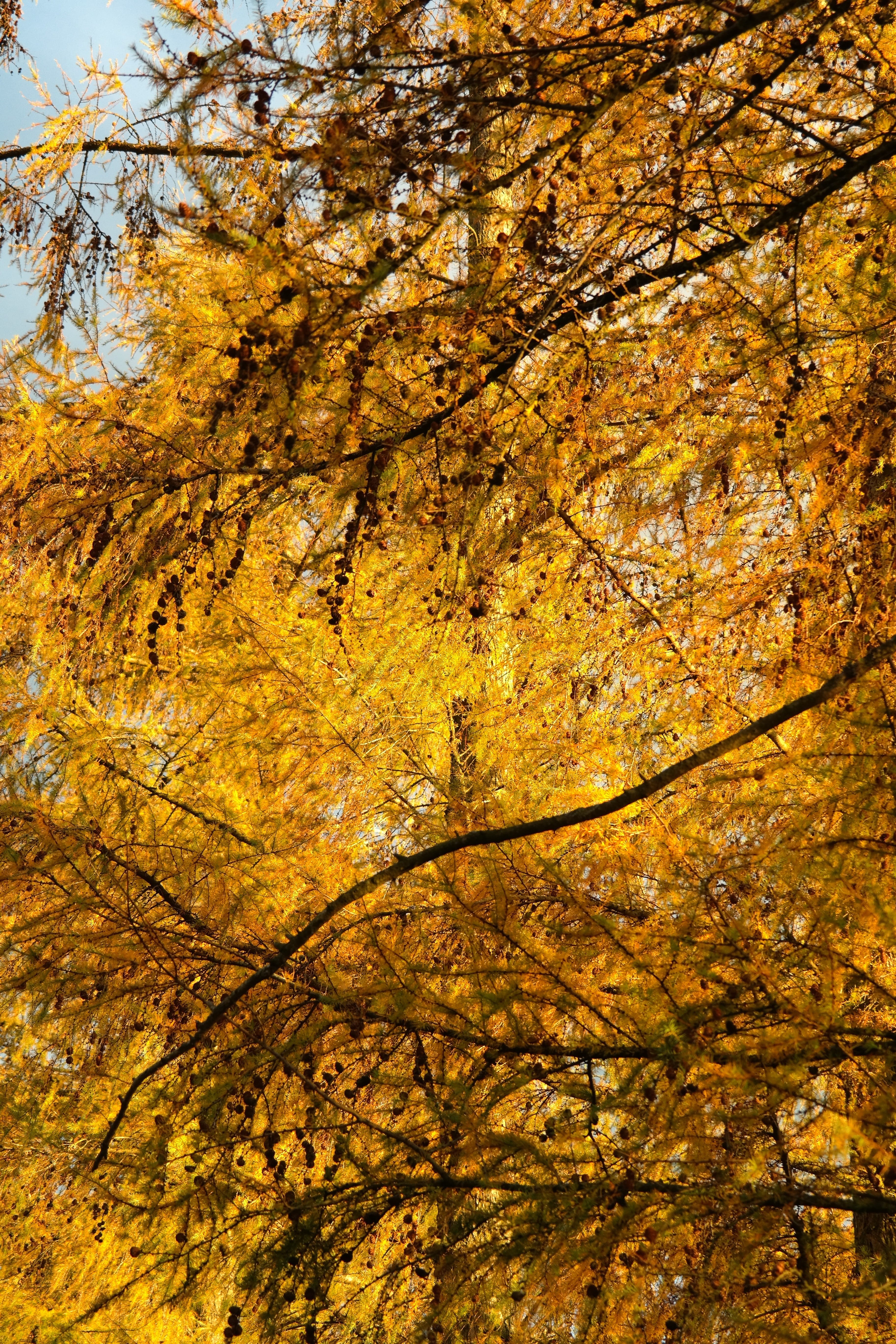 pine greenhouse, Leaves, growth, natural condition, larix decidua, change, autumn collection, aesthetic, summer green, western, day, plant part, leaf, yellow, Phone HD Wallpaper