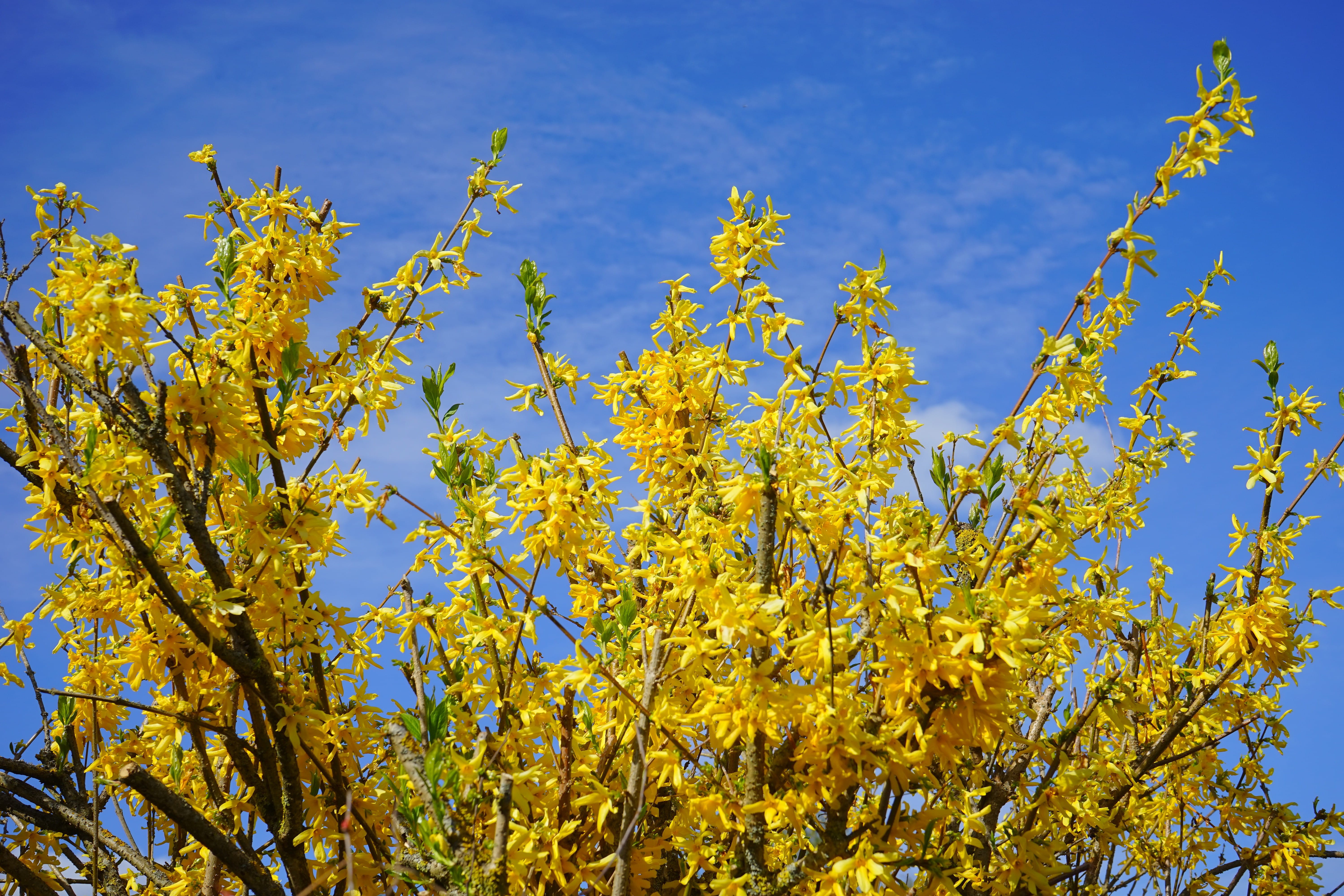 no people, freshness, fragility, golden yellow, plant, olive crop, Forsythia, vulnerability, 5K, flowers, bush, flower head, beauty in nature, forsythia × intermedia, HD Wallpaper