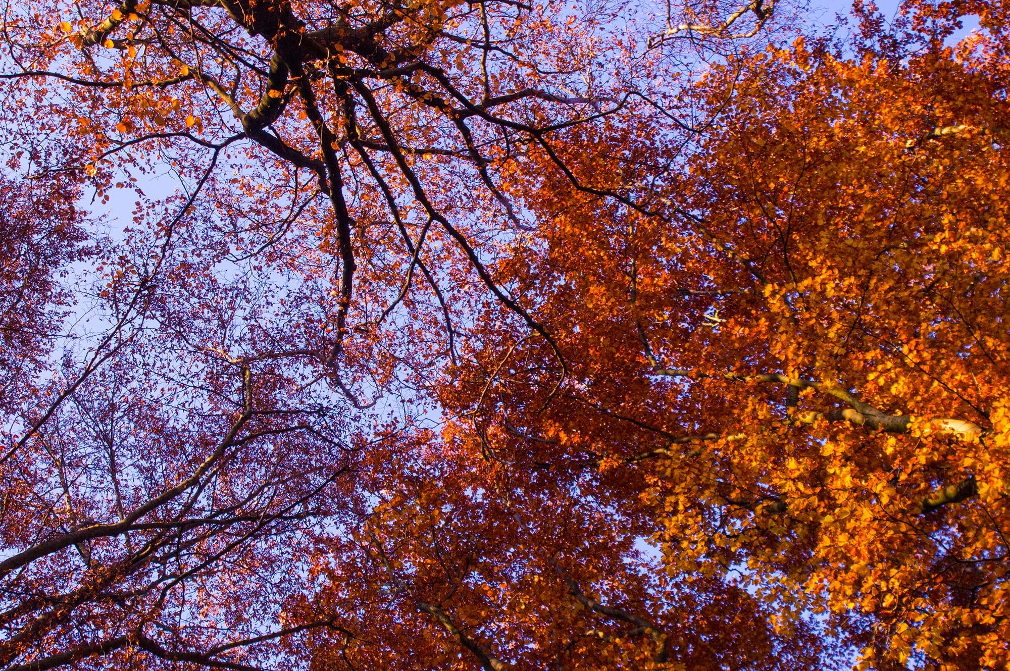 backgrounds, aesthetic, forest, no people, light, day, nature, golden autumn, tranquility, fall foliage, outdoors, natural condition, 1080P, colorful, HD Wallpaper