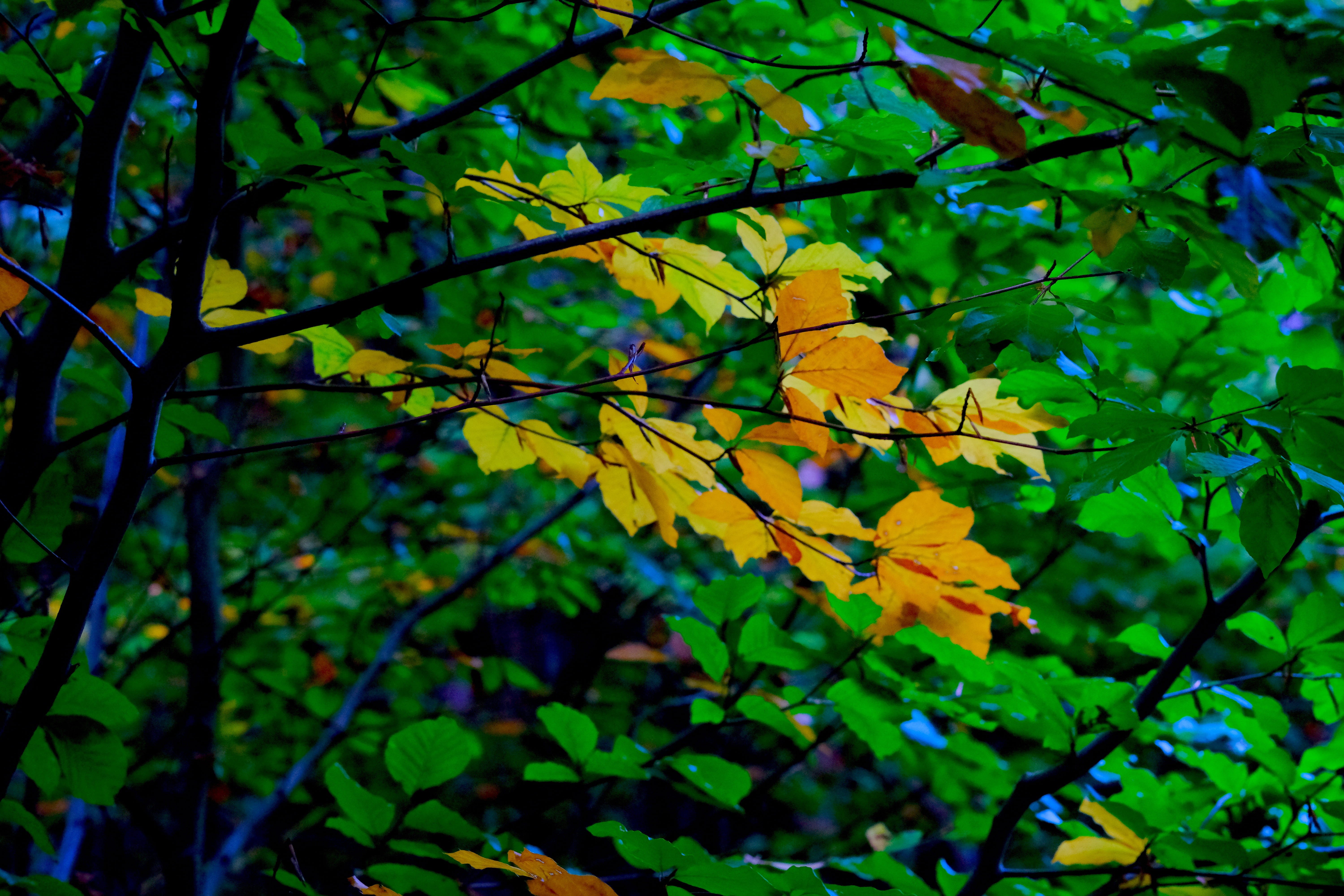 green, plant part, fall foliage, maple leaf, nature, yellowing, golden october, leaf, growth, bright, tree, emerge, yellow, golden, close, deciduous tree, HD Wallpaper