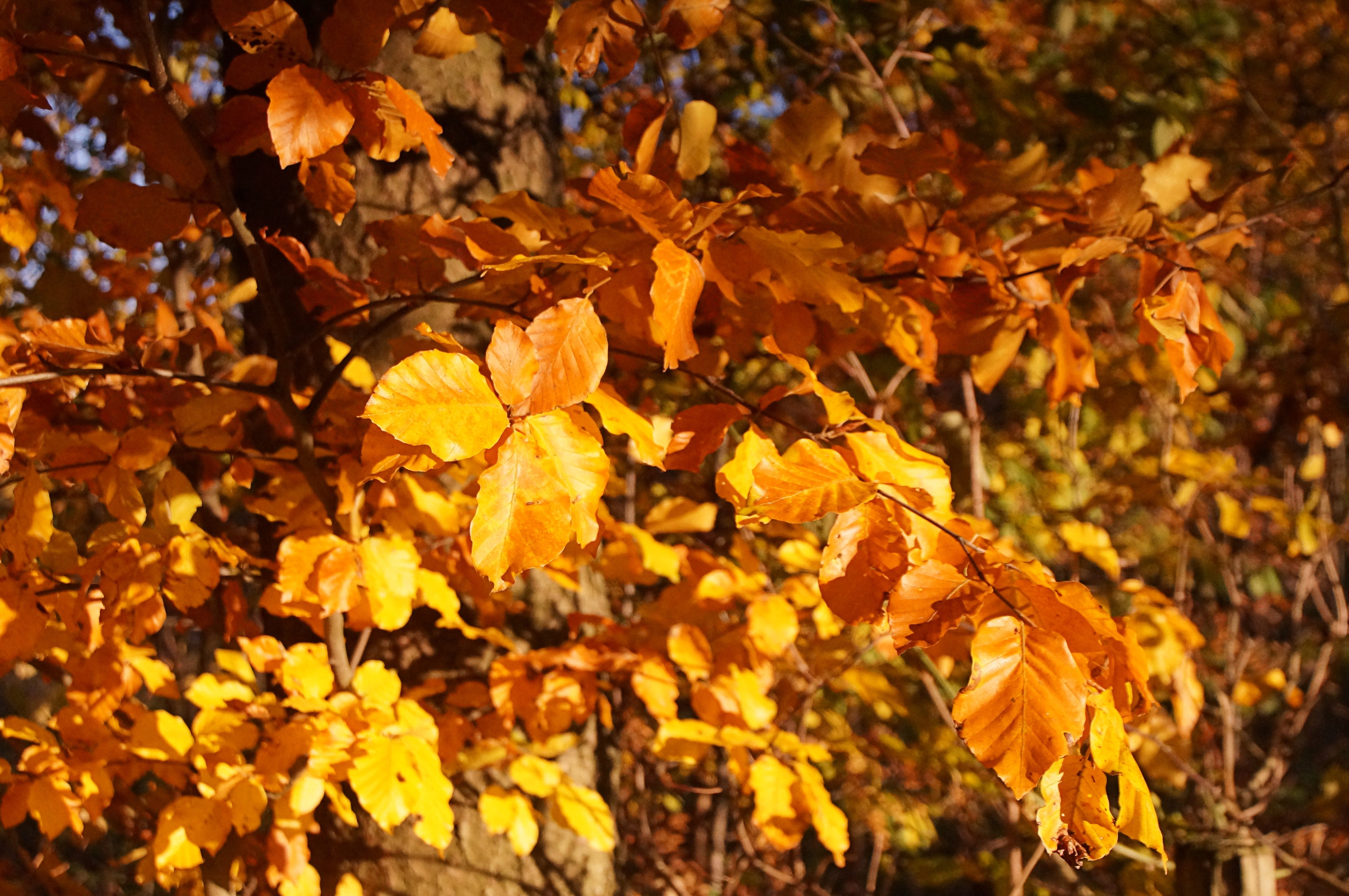 tree, land, plant, sunny, sun, field, fall color, leaf, maple leaf, 4K, autumn collection, photo, fall, orange color, nature, beauty in nature, sunlight, HD Wallpaper