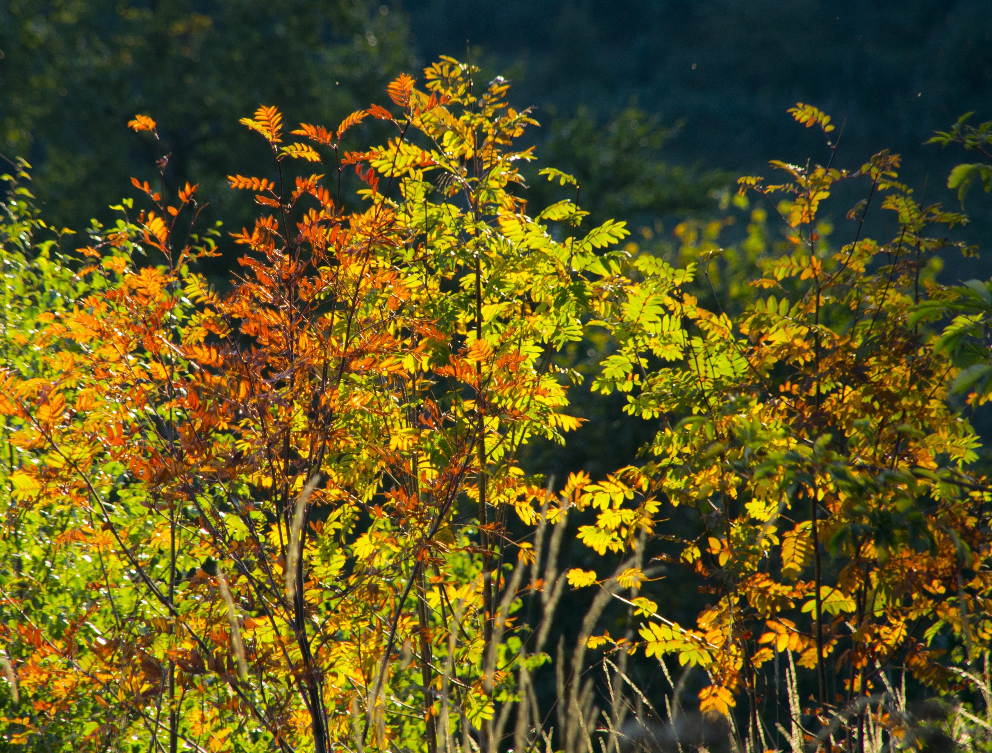 Leaves, Colorful, green Color, field, tree, autumn, fragility, leaf, flowering plant, multi Colored, summer, flower, plant, color, Aesthetic, golden, tranquility, HD Wallpaper