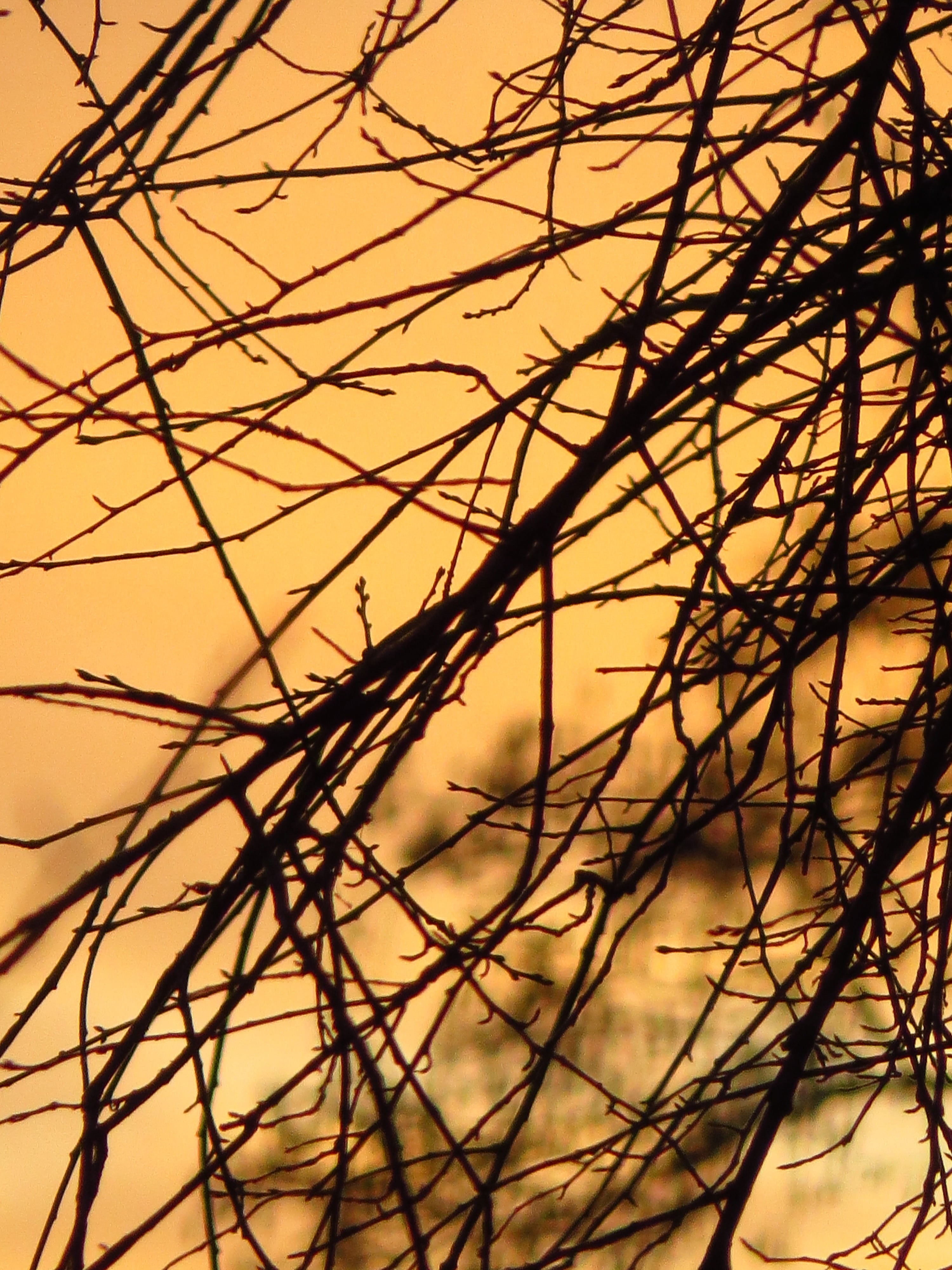 nature, focus on foreground, golden, complexity, beauty in nature, no people, tree, sky, scenics - nature, silhouette, branches, plant, back light, tangled, Phone HD Wallpaper