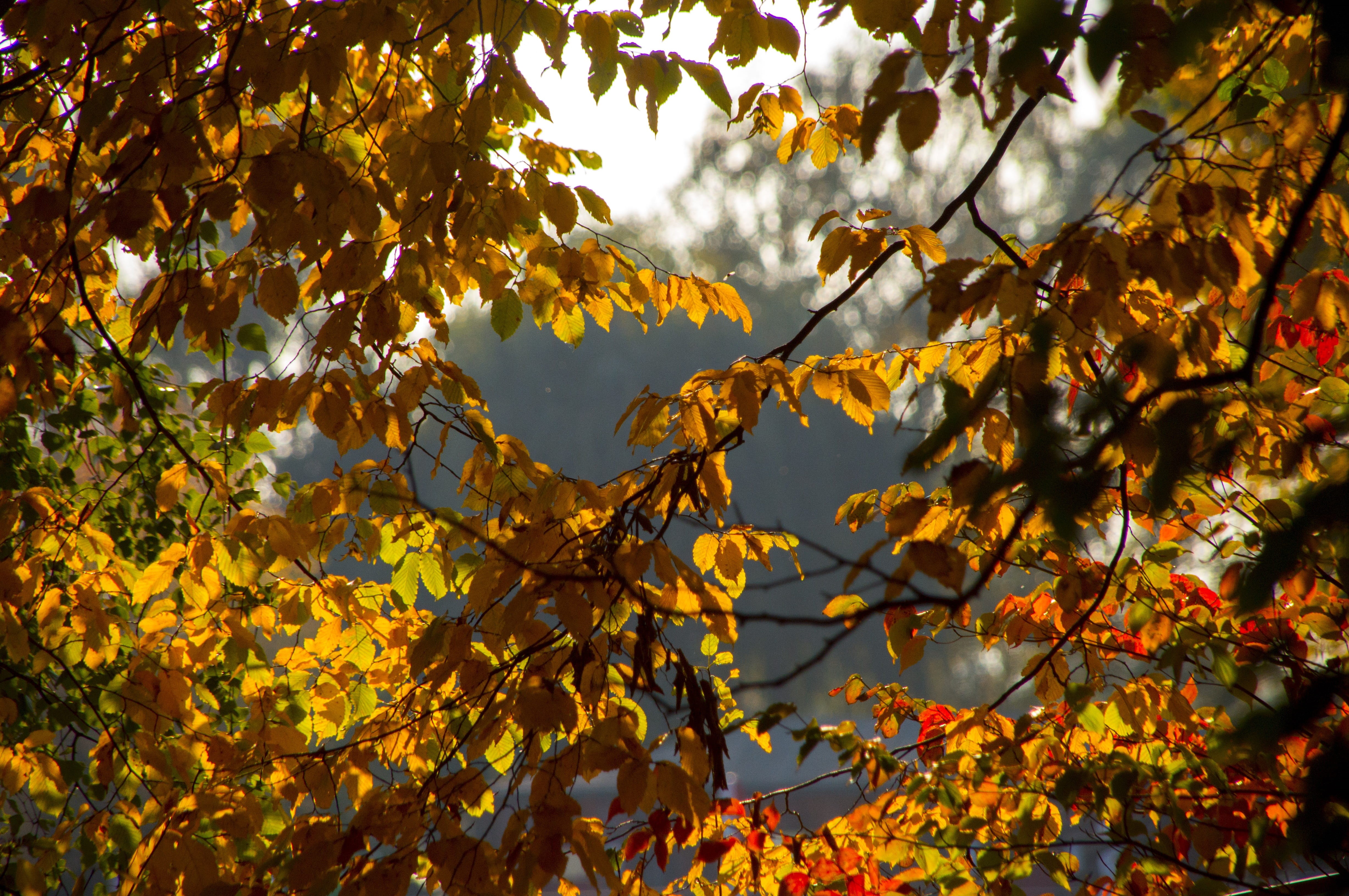 low angle view, outdoors, growth, plant, plant part, color, leaf, aesthetic, orange color, yellow, fall, close, natural condition, branch, autumn forest, HD Wallpaper