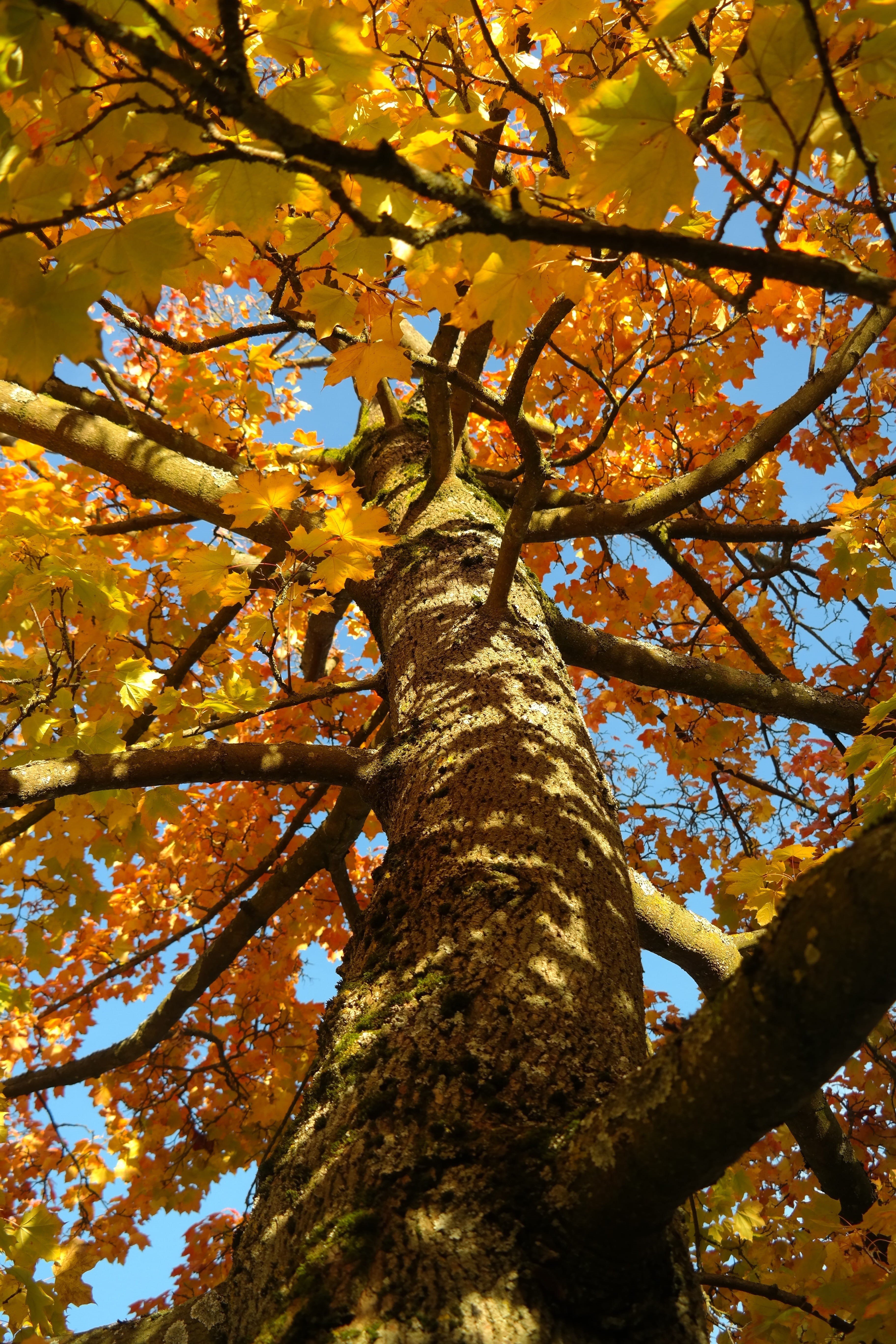 maple leaves, fall color, branch, golden yellow, beauty in nature, norway maple, tranquility, trunk, directly below, autumn, red, foliage, aesthetic, low angle view, Phone HD Wallpaper