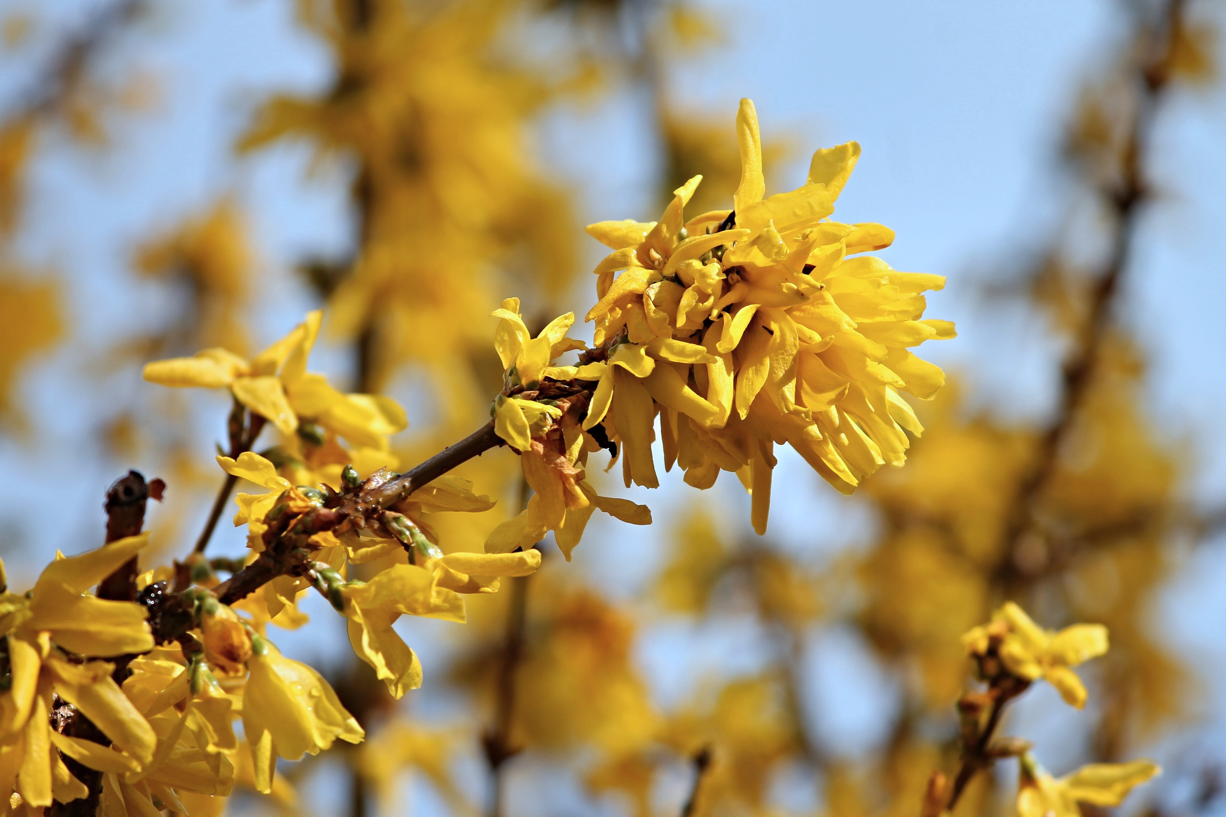branches, bush, beauty in nature, spring, outdoors, flower, forsythia, freshness, close-up, flower head, golden bells, nature, pollen, natural condition, HD Wallpaper