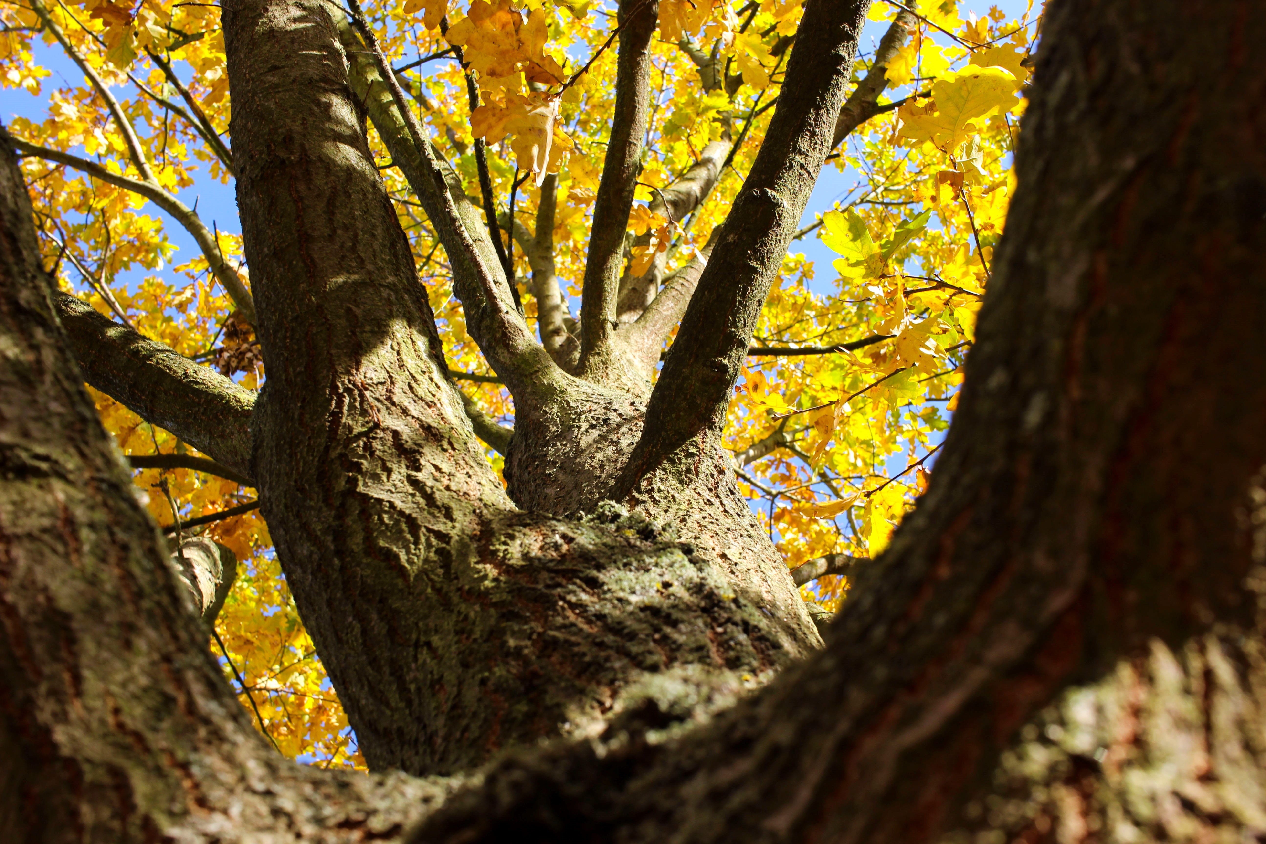 leaf, nature, tranquility, light, change, branch, hell, tree, grow, perspective, colorful, forest, autumn, autumn colours, lichen, color, beauty in nature, HD Wallpaper