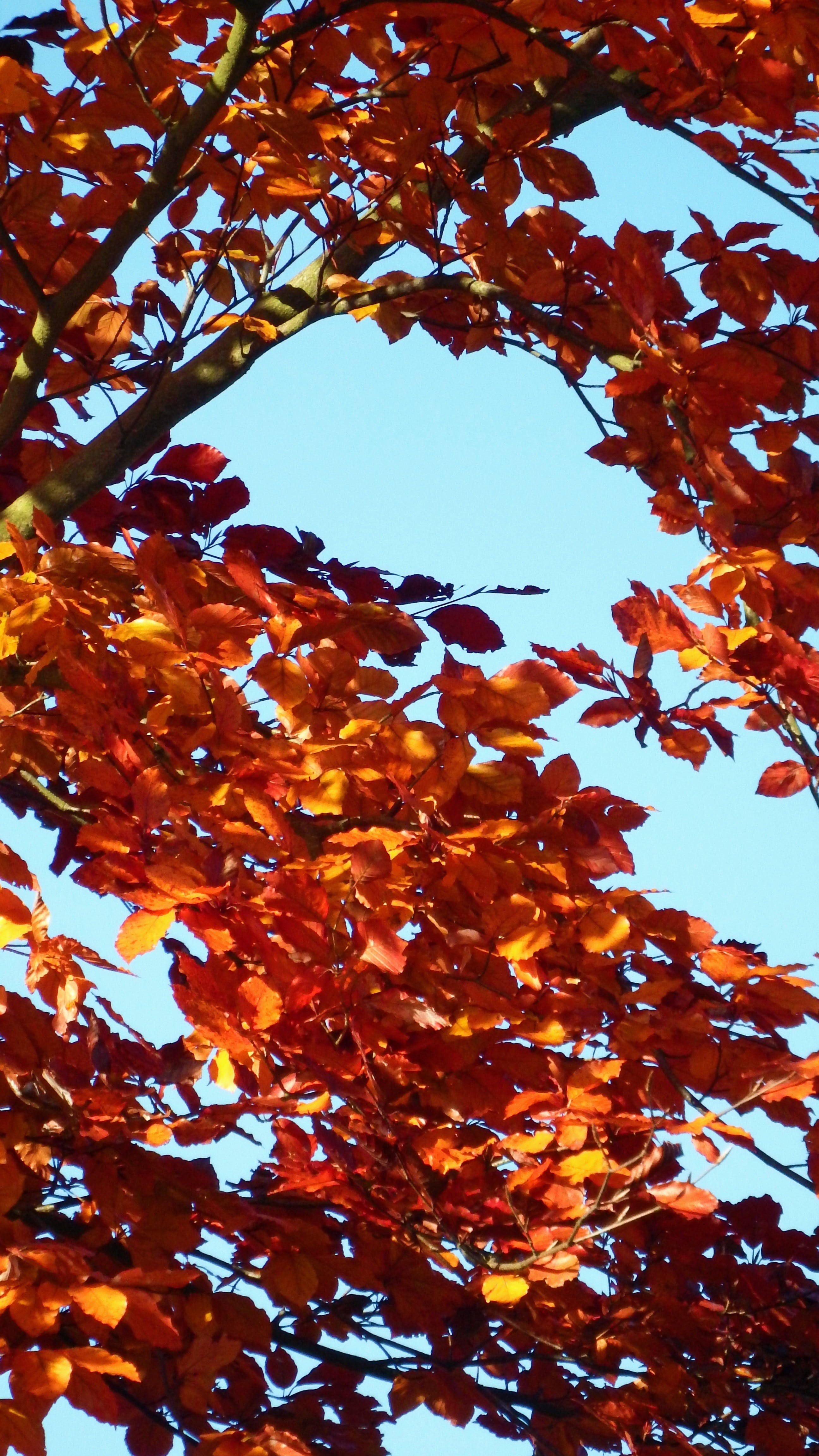 orange, leaves in the autumn, leaves, aesthetic, sun, chestnut, gold, nature, brown, golden autumn, low angle view, yellow, change, orange color, late summer, Phone HD Wallpaper