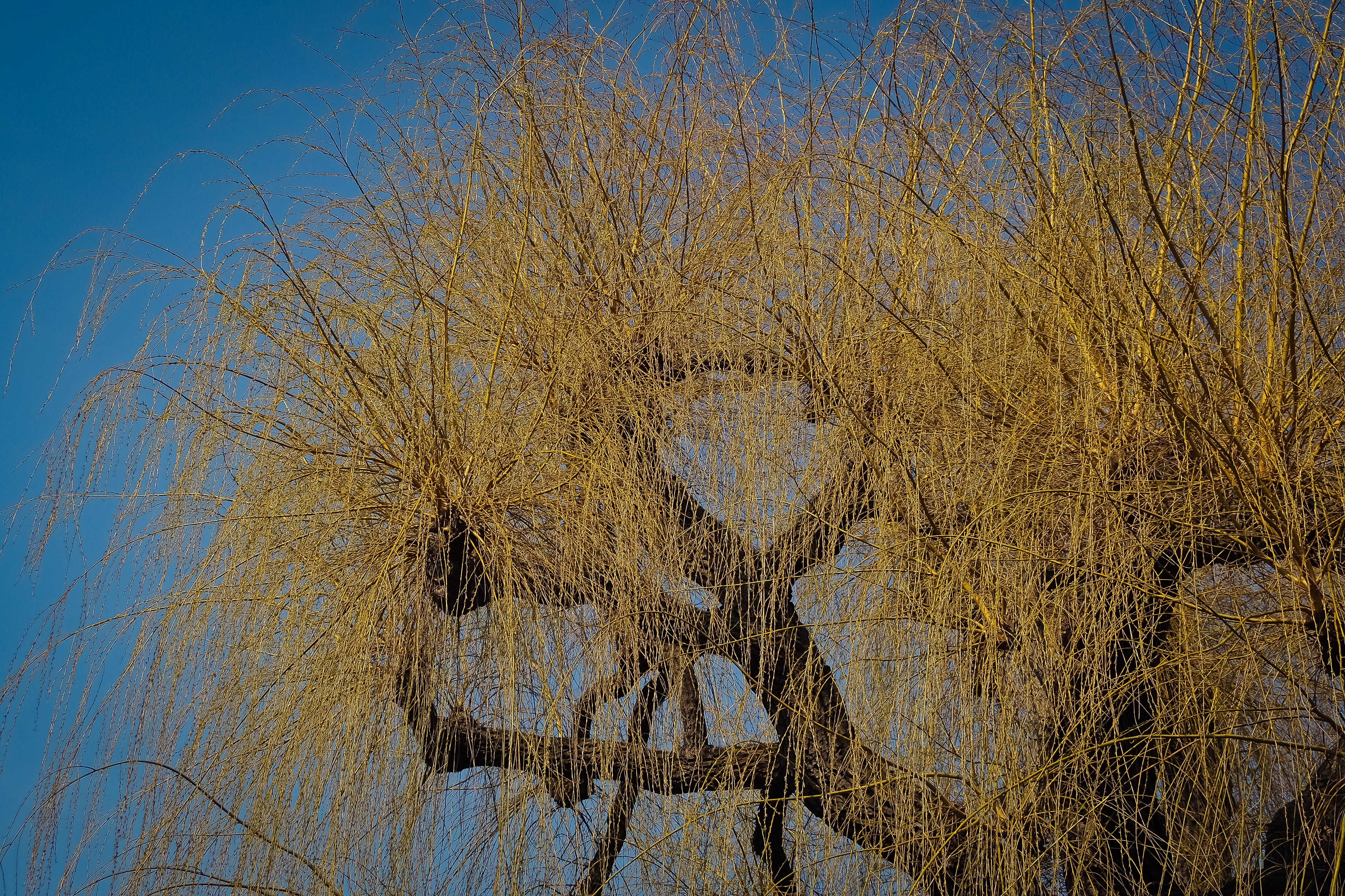 landscape, dry, schönwetter, yellow, willow tree, low angle view, golden, bare tree, pasture, growth, wood, no people, nature, outdoors, beauty in nature, HD Wallpaper