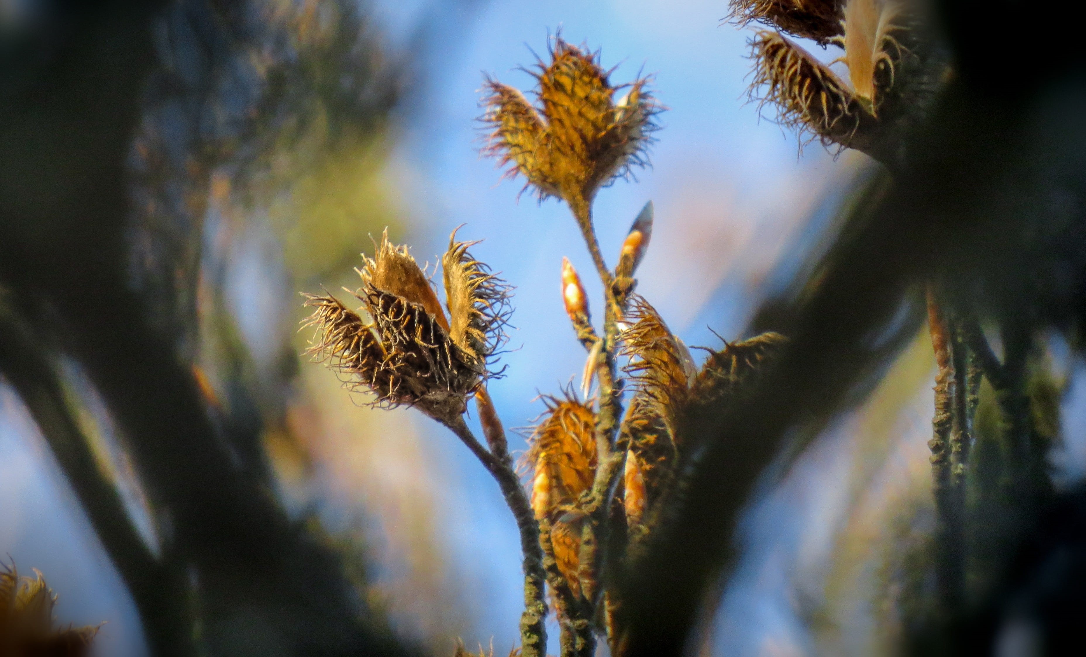 plant, outdoors, field, dry, fall foliage, flower, golden autumn, 2K, Autumn, leaves, tree, botany, low angle view, close-up, freshness, thistle, beauty In Nature, HD Wallpaper