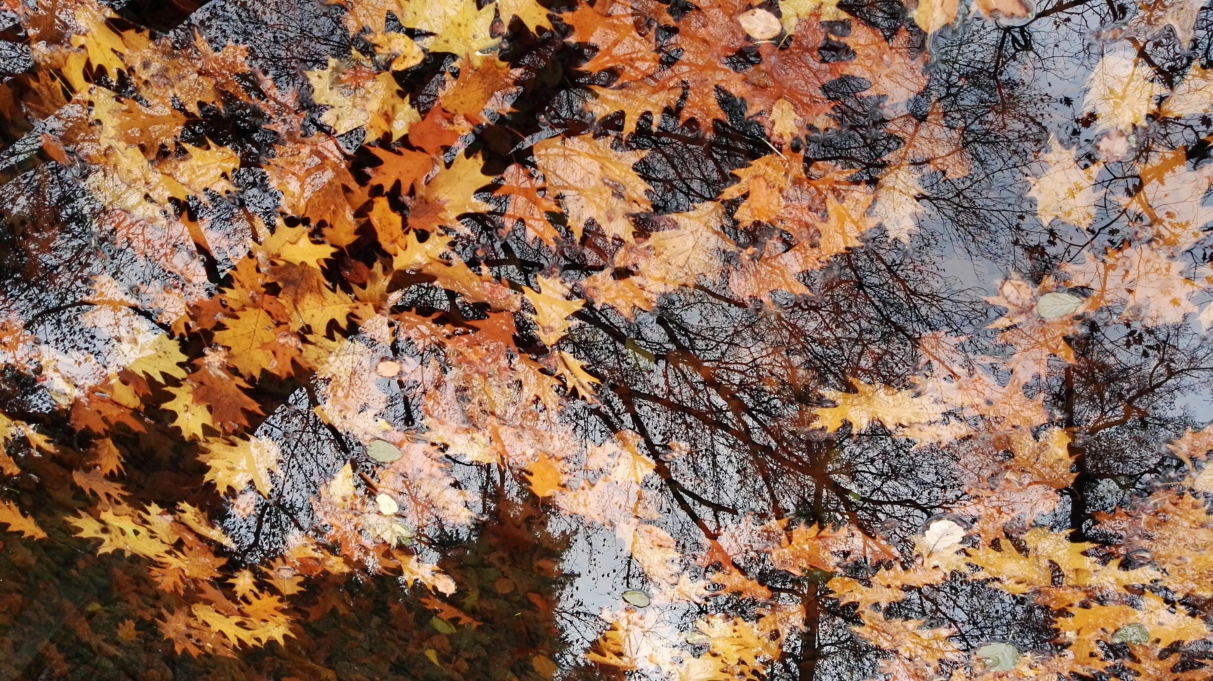 transience, aesthetic, live, water, leaves, full frame, tree, death, haunting, no people, basic, surface, orange color, plant part, golden, trees, dry, HD Wallpaper