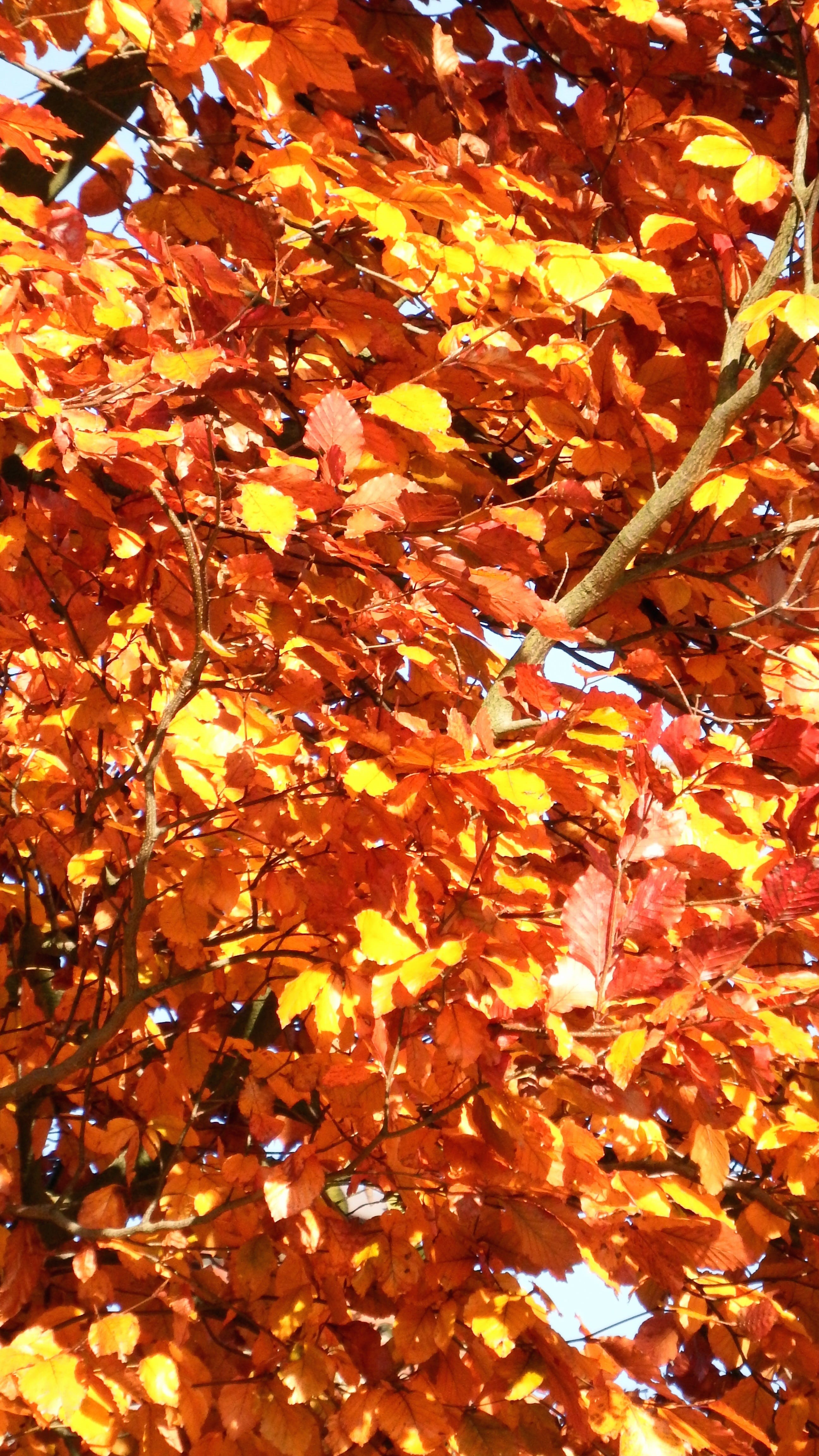 transience, orange, colorful, forest, high angle view, yellow, Yellow, red, Leaves, stengel, outdoors, no people, nature, plant, background, backgrounds, Phone HD Wallpaper
