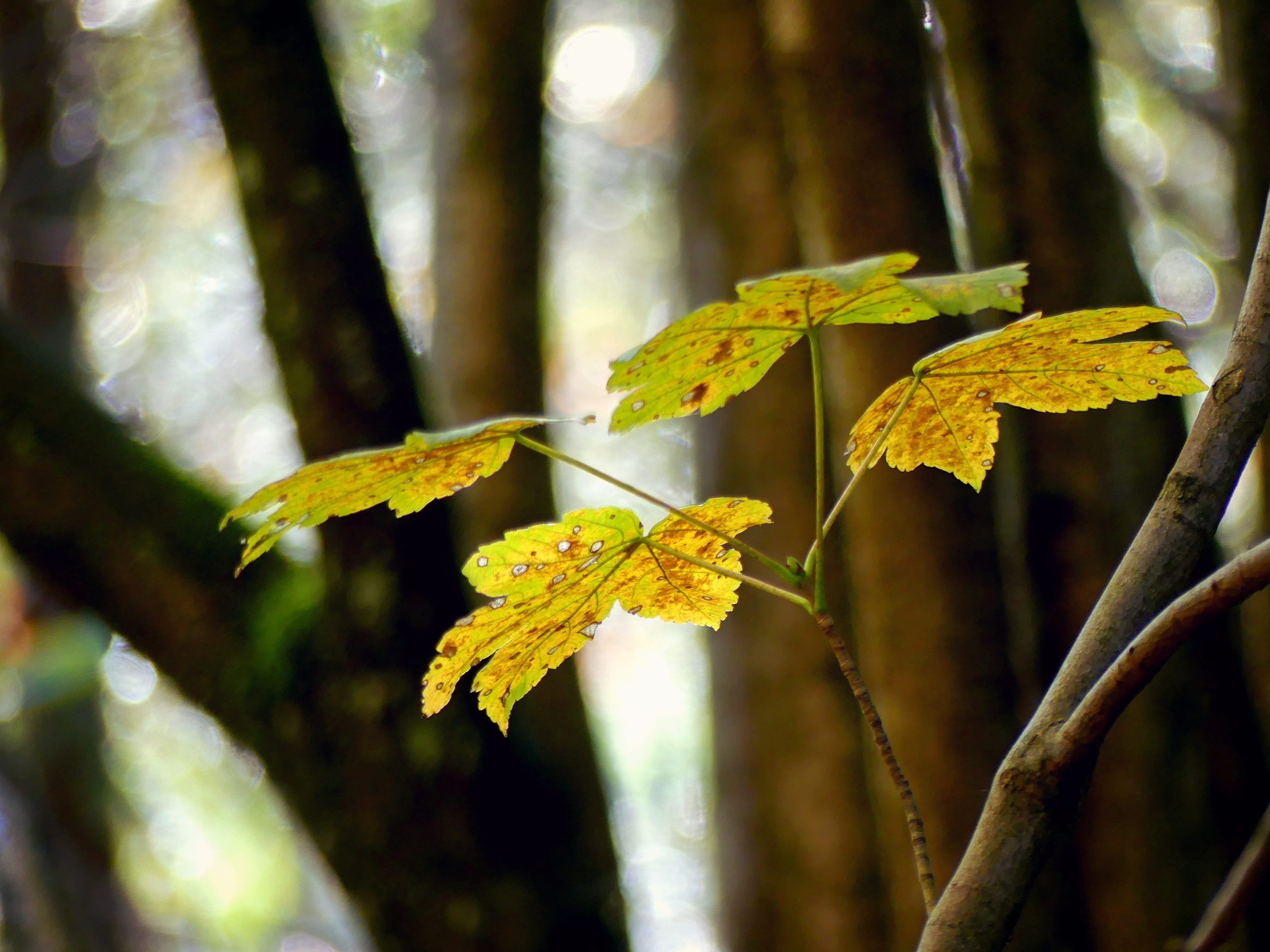 selective focus, plant, autumn, maple leaves, maple, yellow, plant part, outdoors, change, golden autumn, beauty in nature, leaves, vulnerability, nature, HD Wallpaper
