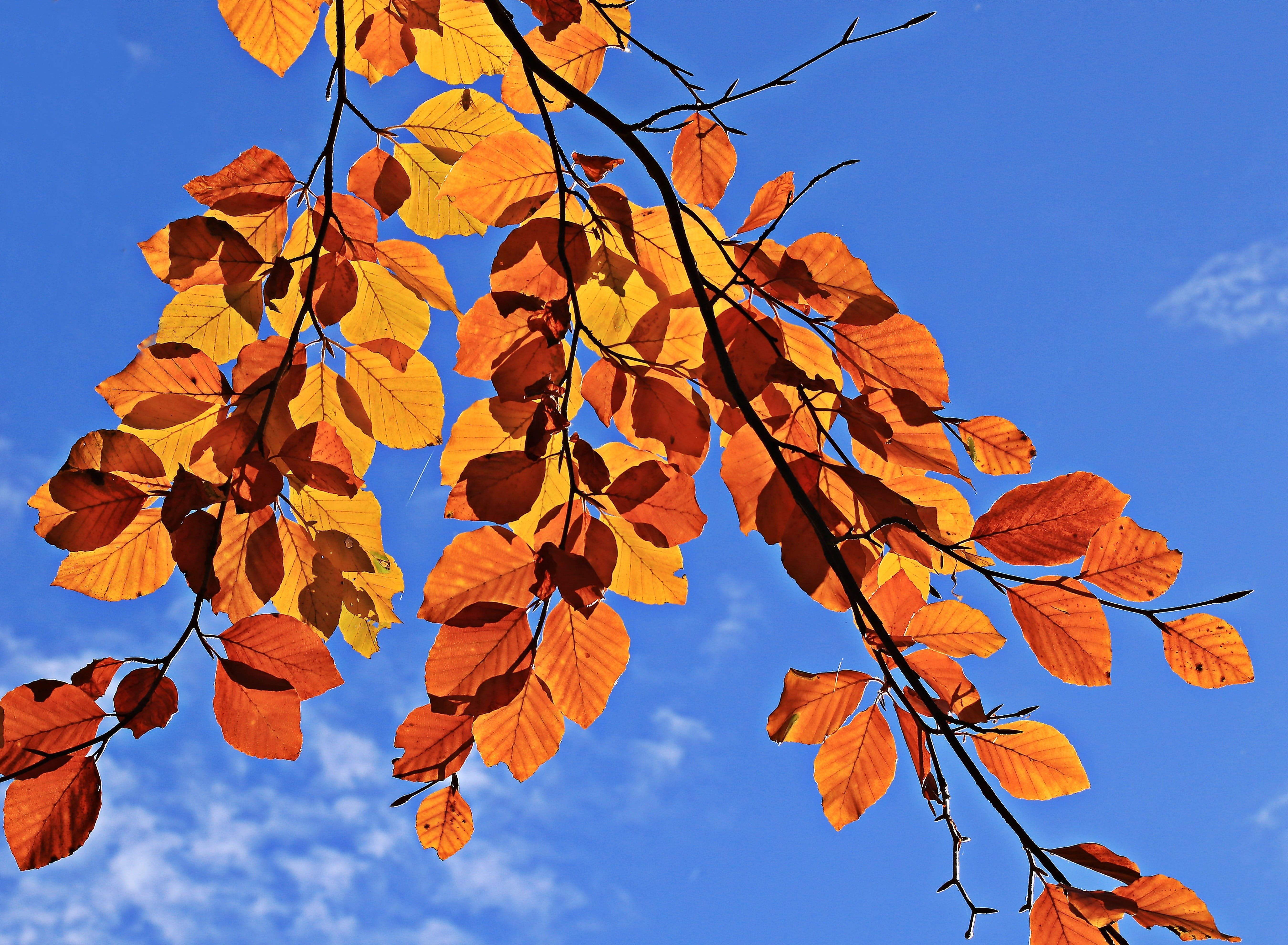 clouds, gold Colored, mood, maple tree, golden autumn, beauty in nature, true leaves, aesthetic, blue sky, autumn, nature, autumn collection, no people, HD Wallpaper