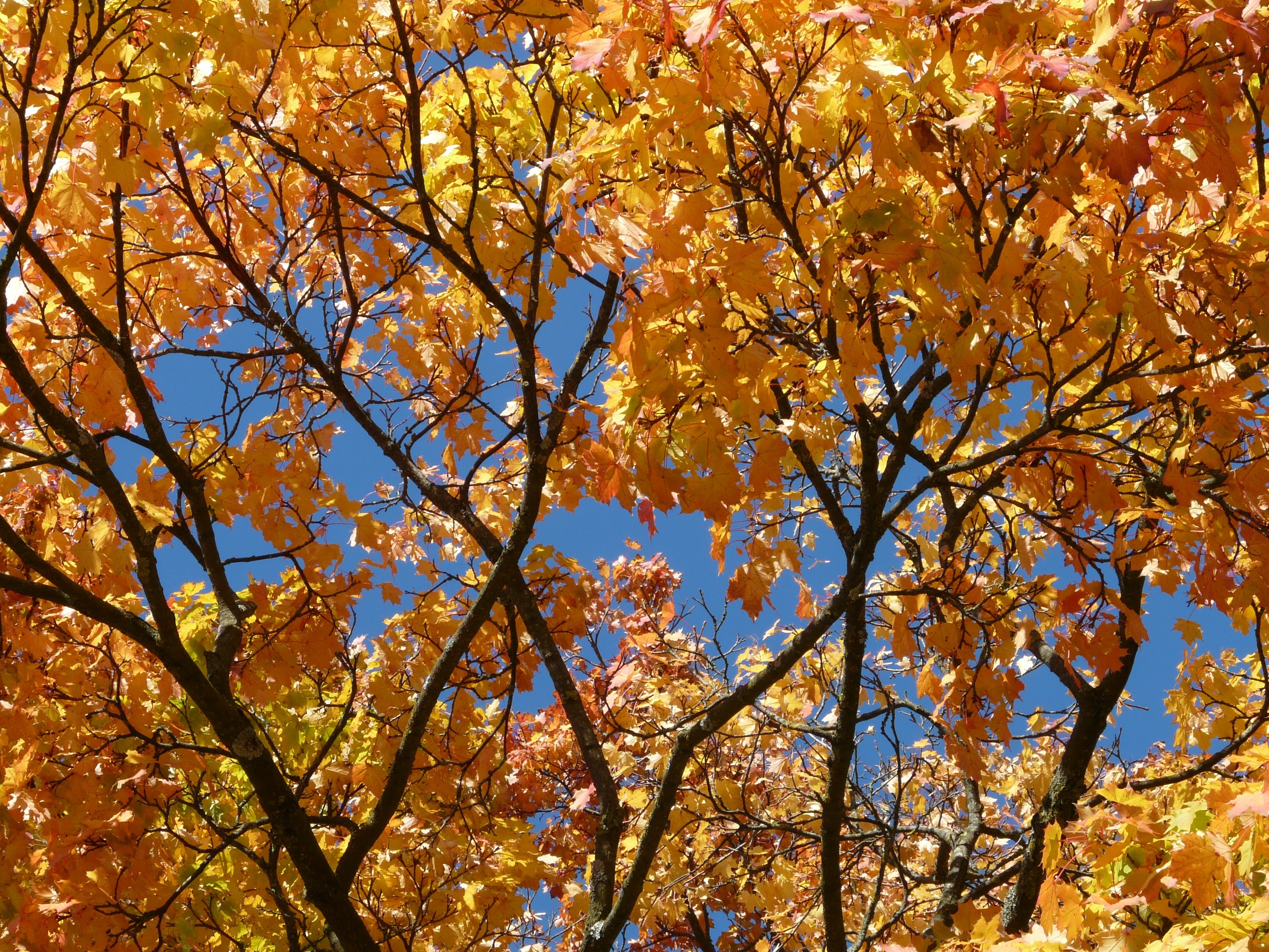 outdoors, full frame, yellow, beauty in nature, fall leaves, day, plant part, beautiful, growth, branch, plant, sky, no people, leaf, tree canopy, 2K, HD Wallpaper