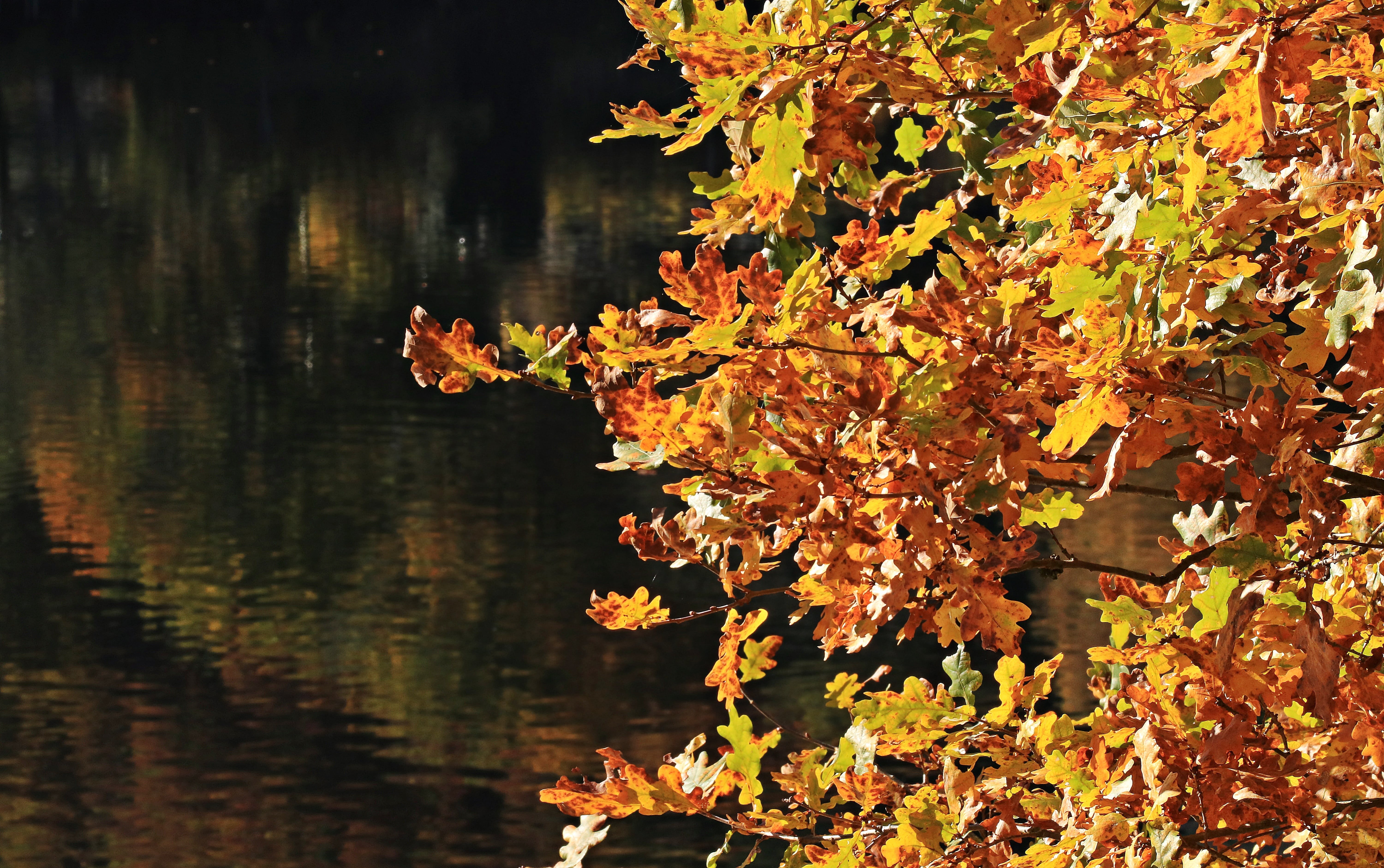 fall color, close-up, plant part, wood - material, plant, day, tree trunk, oak leaves, reflection, yellow brown leaves, sunny, beside, yellow brown autumn leaves, HD Wallpaper