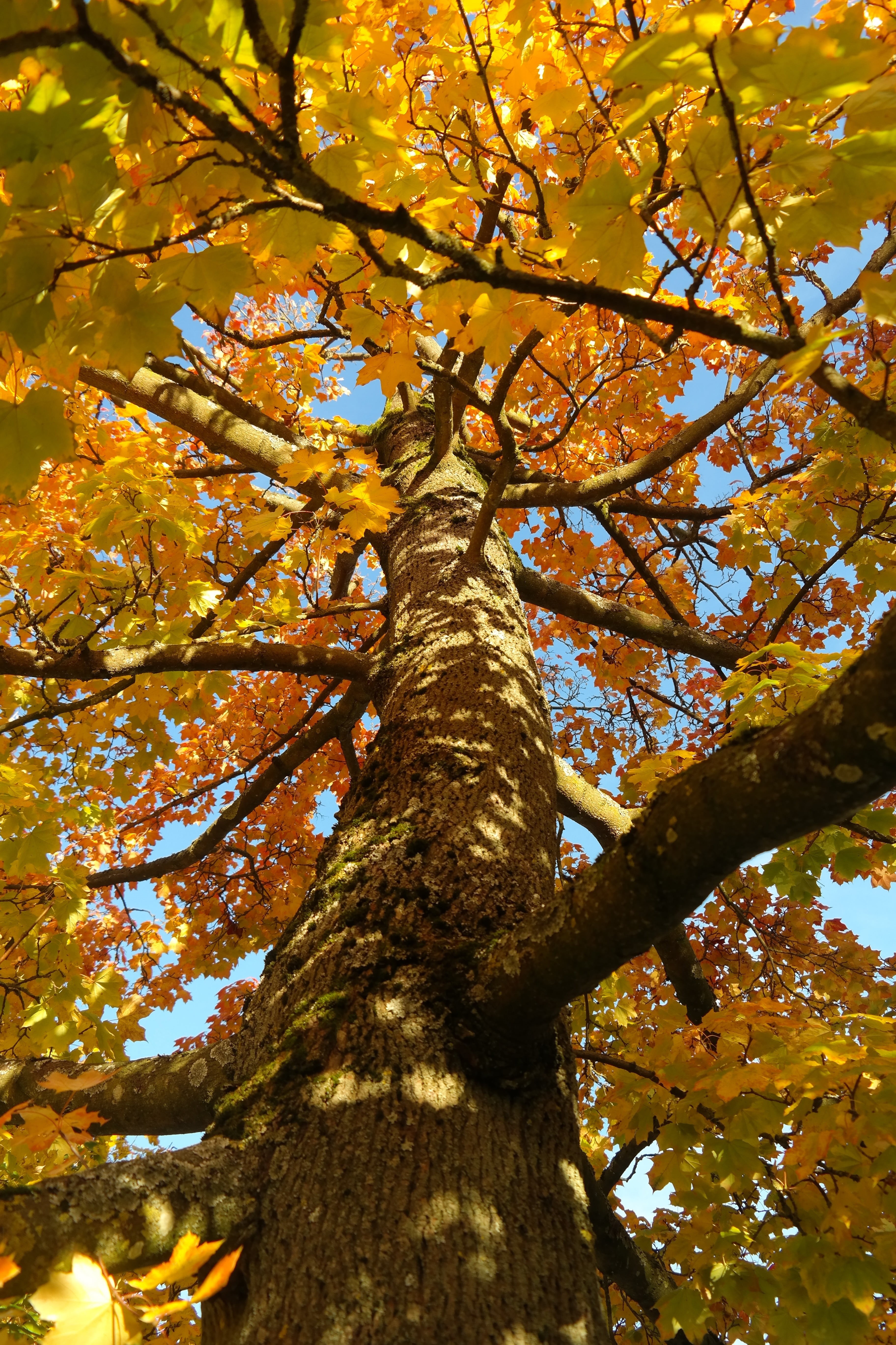 gold, tree, yellow, autumn, fall leaves, trunk, gold Colored, tree trunk, fall color, plant, nature, beauty in nature, tranquility, october, golden yellow, Phone HD Wallpaper