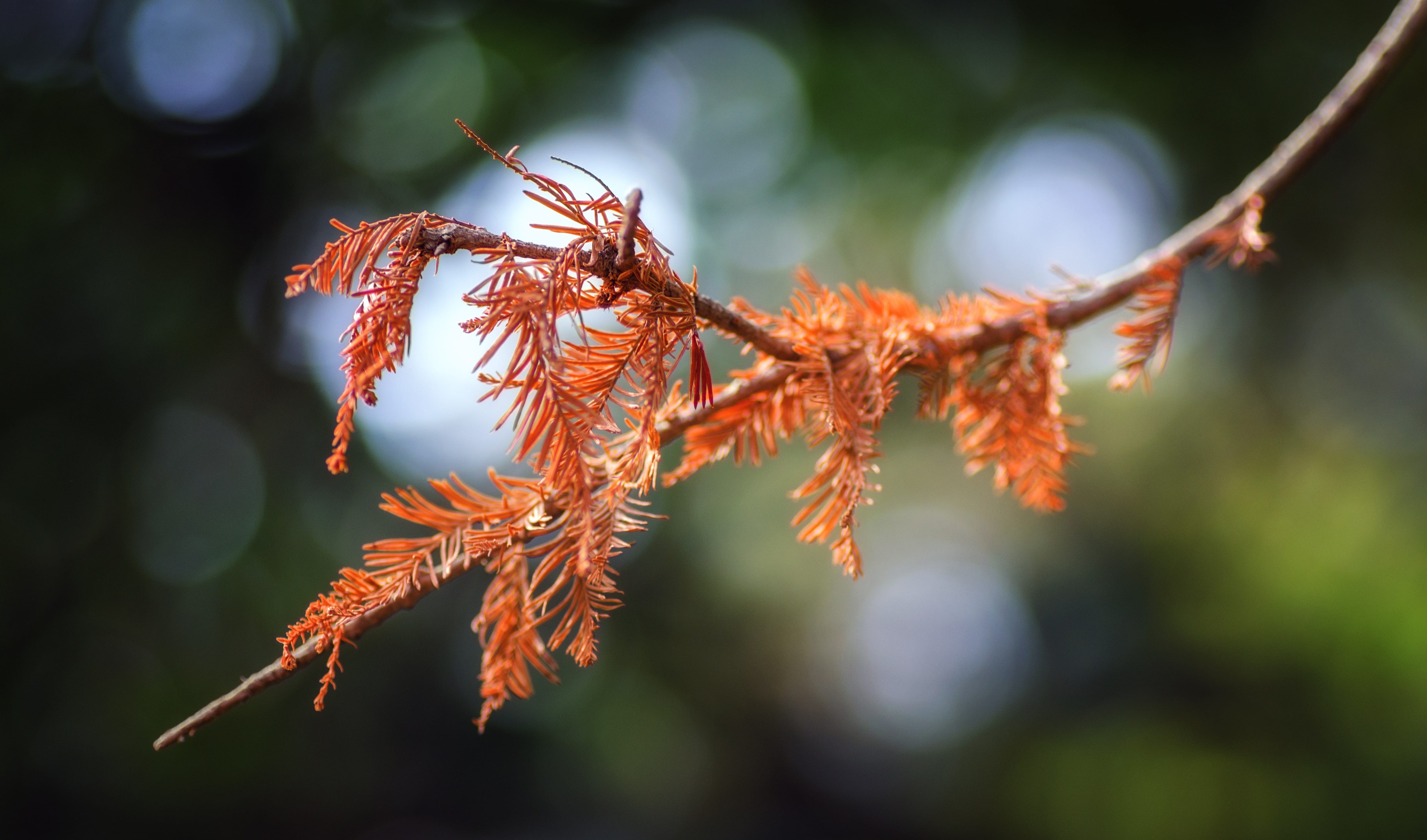 tree, coniferous tree, nature, 4K, outdoors, plant, red, close-up, forest, orange, leaf, beauty in nature, plant part, twig, selective focus, focus on foreground, HD Wallpaper