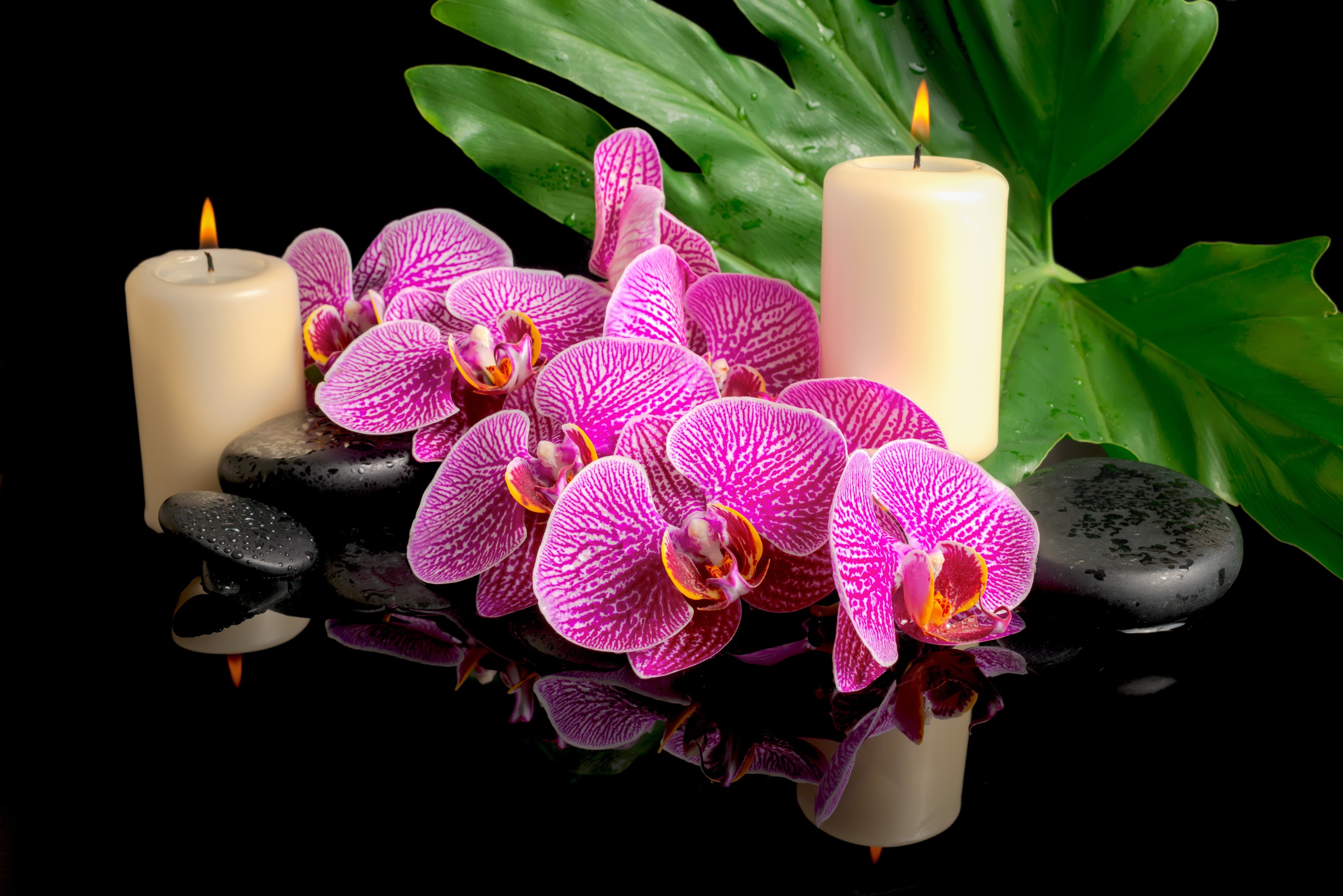 zen-like, single Flower, flower, petal, flowering plant, relaxation, luxury, healthcare And Medicine, beauty, beauty in nature, healthy Lifestyle, tranquil Scene, HD Wallpaper