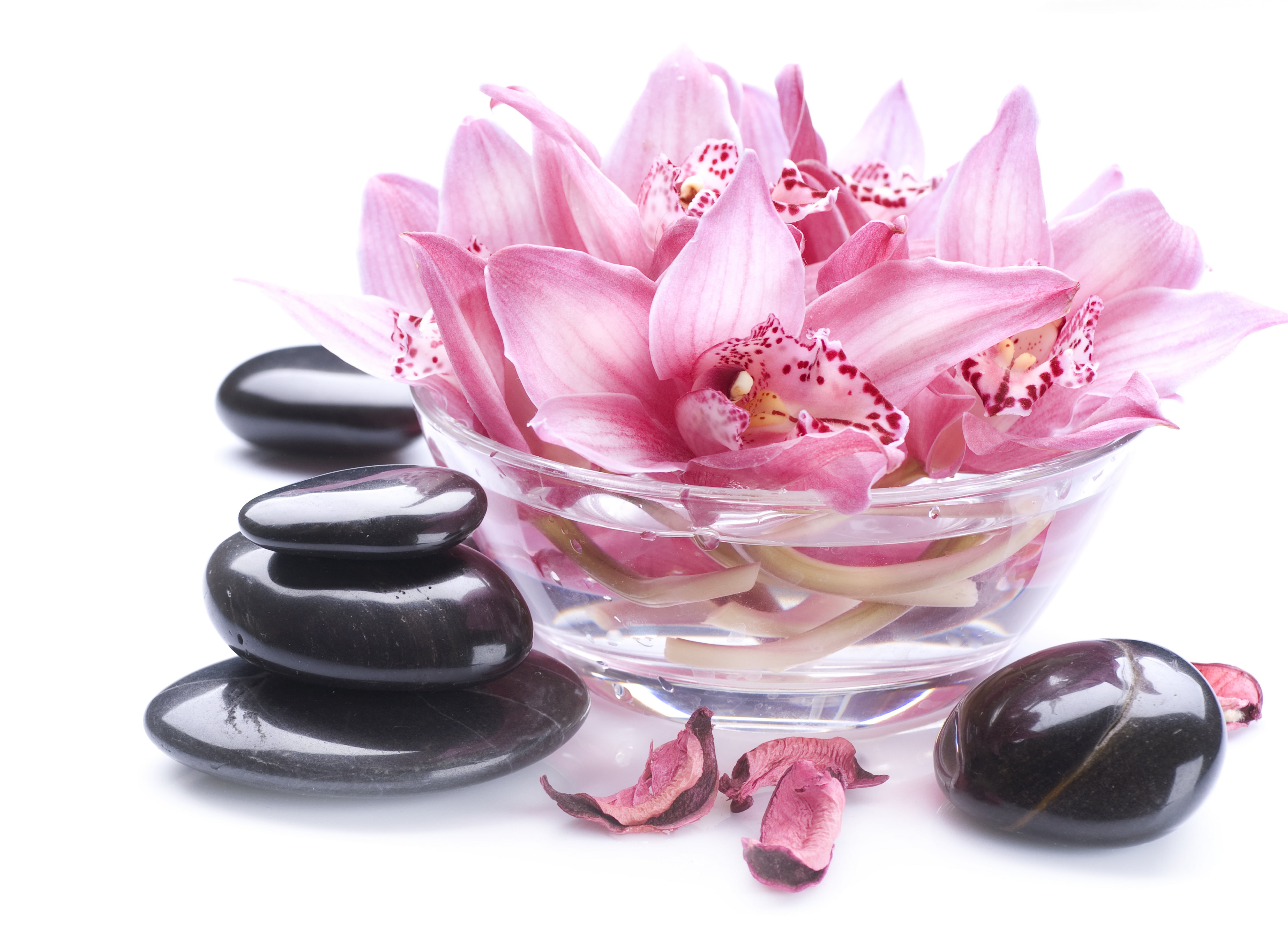aromatherapy, body care, nature, 5K, petaled, plant, beauty in nature, cut out, healthy lifestyle, freshness, petals, no people, Orchid, bowl, luxury, HD Wallpaper