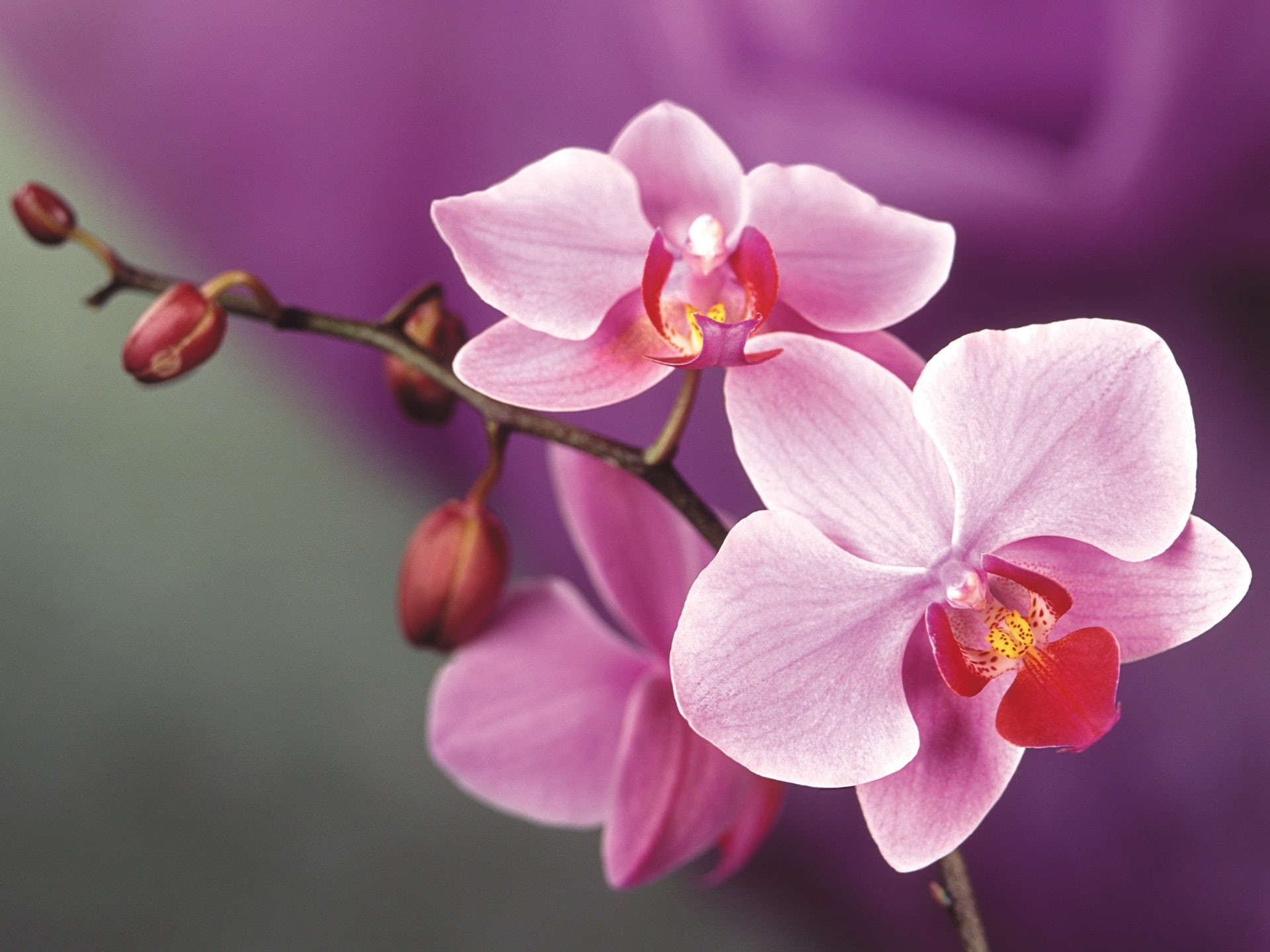 Orchid, Flowers, 1080P, Pink, HD Wallpaper