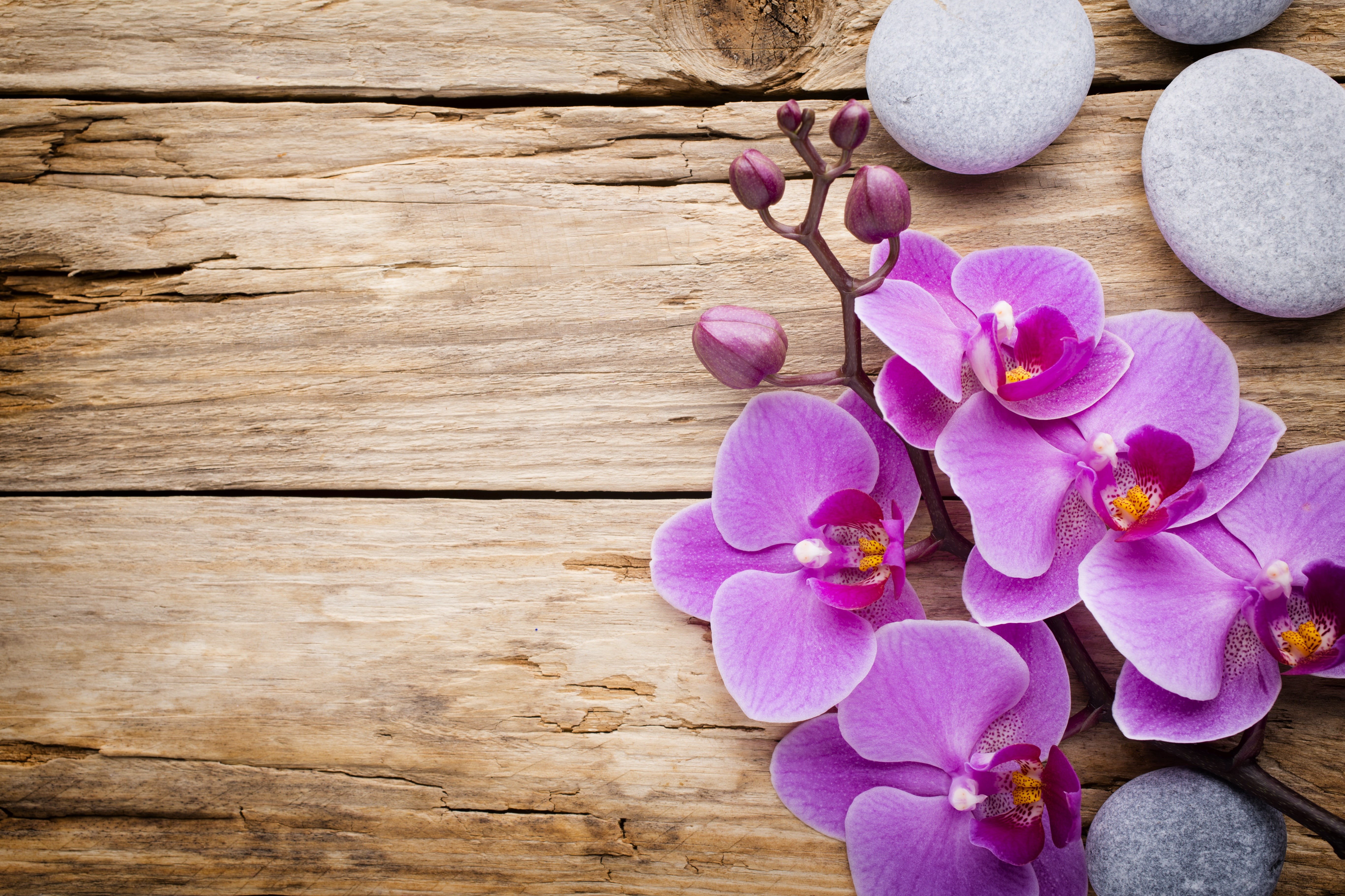 petal, flowering plant, flower, orchids, still life, pink color, plant, wood - material, beauty in nature, fragility, freshness, directly above, flowers, HD Wallpaper