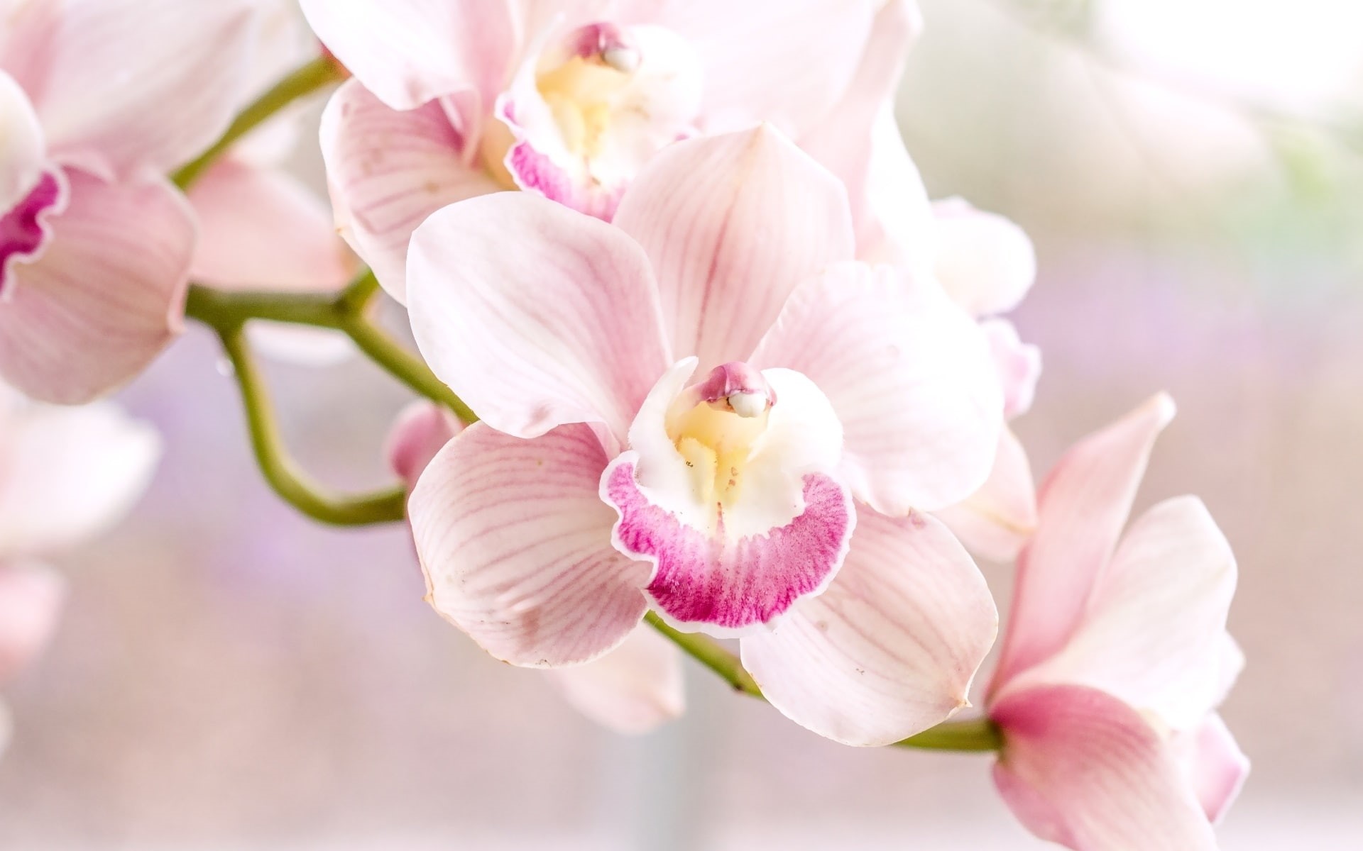 Pink, 1080P, Phalaenopsis, Orchid, HD Wallpaper