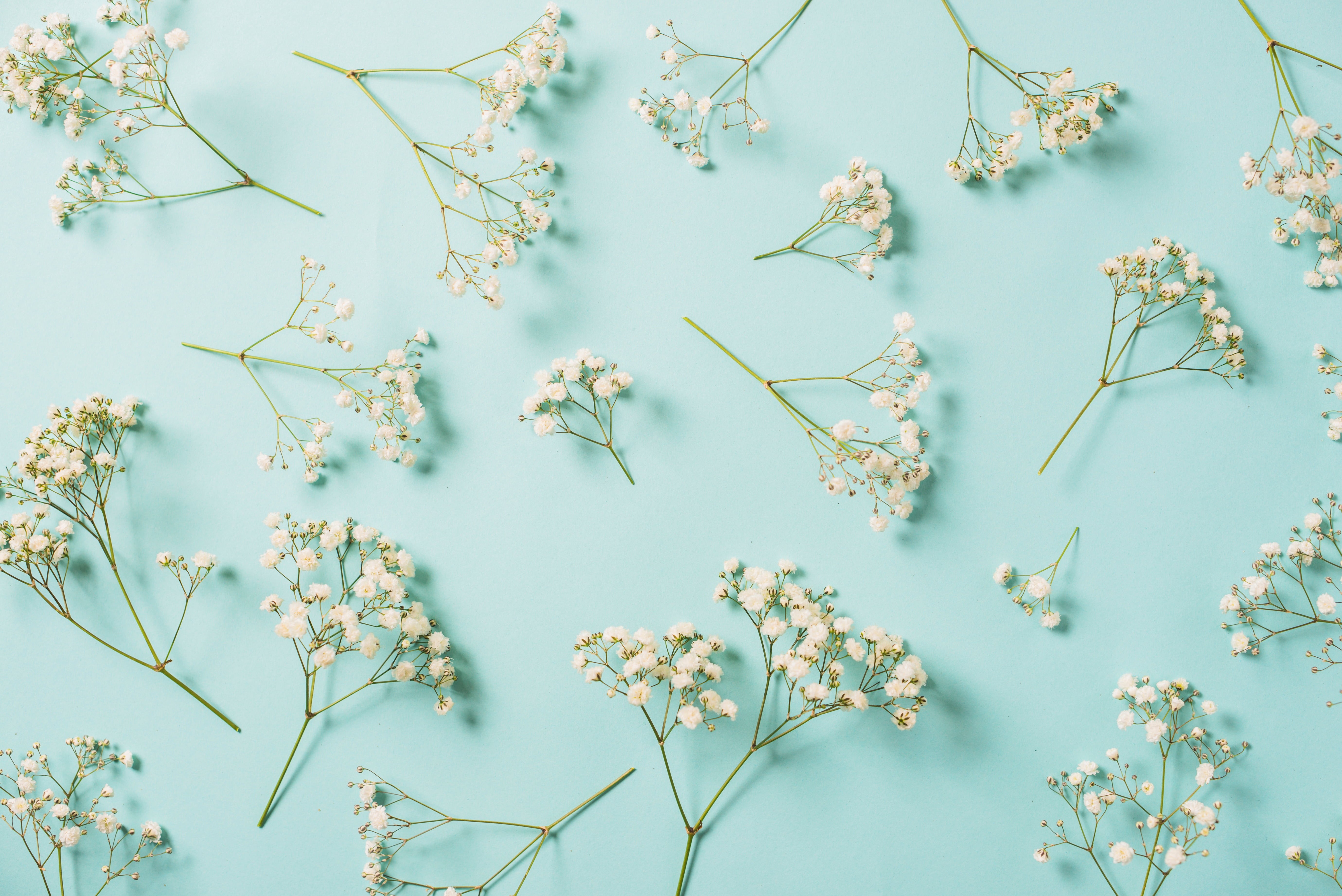 5K, floral, flowers, background, white, spring, HD Wallpaper