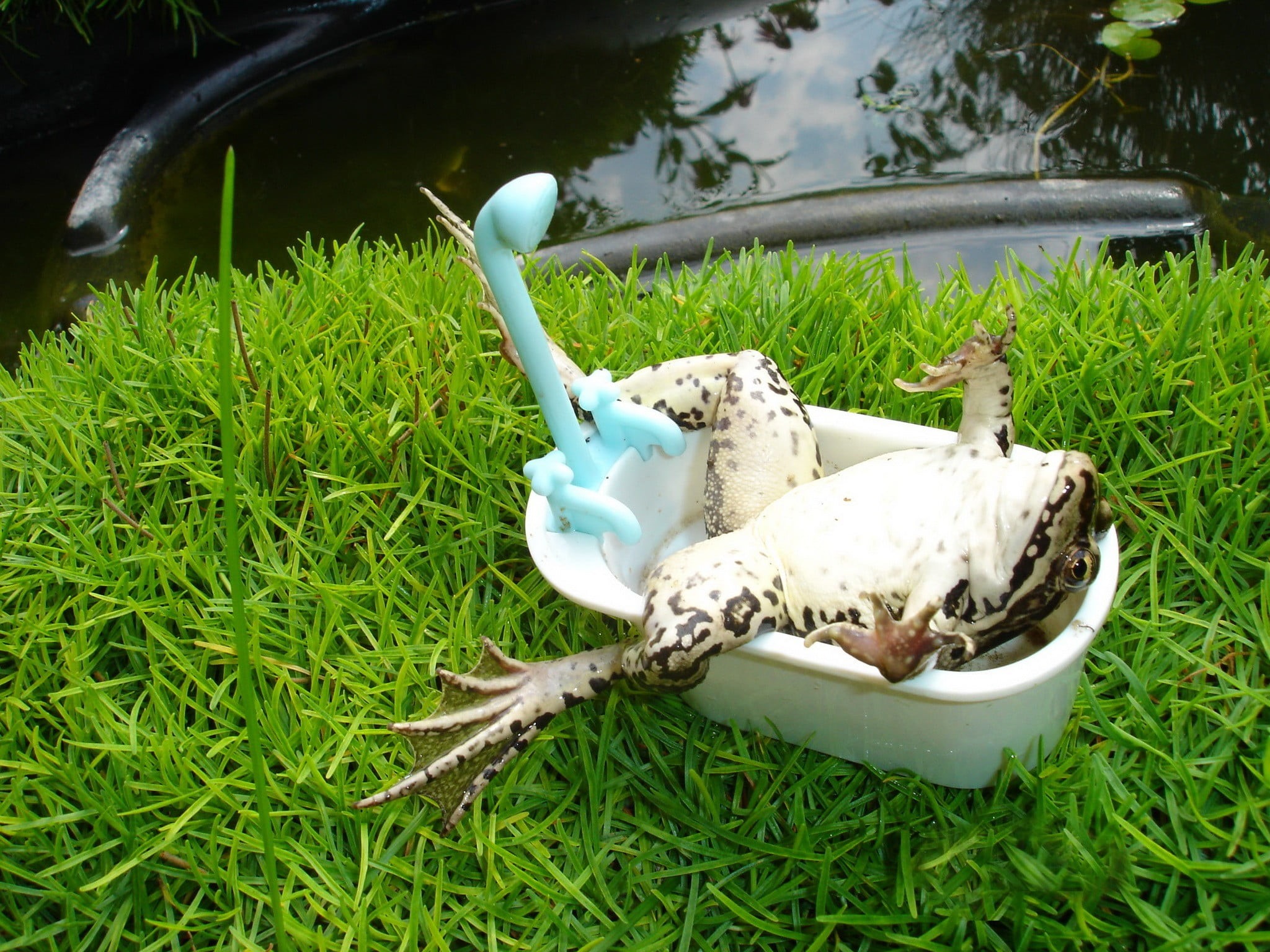 outdoors, nature, humor, plant, stuffed toy, white, land, toy, bird, growth, 1080P, animal, animal representation, grass, vertebrate, bathtub, art and craft, HD Wallpaper