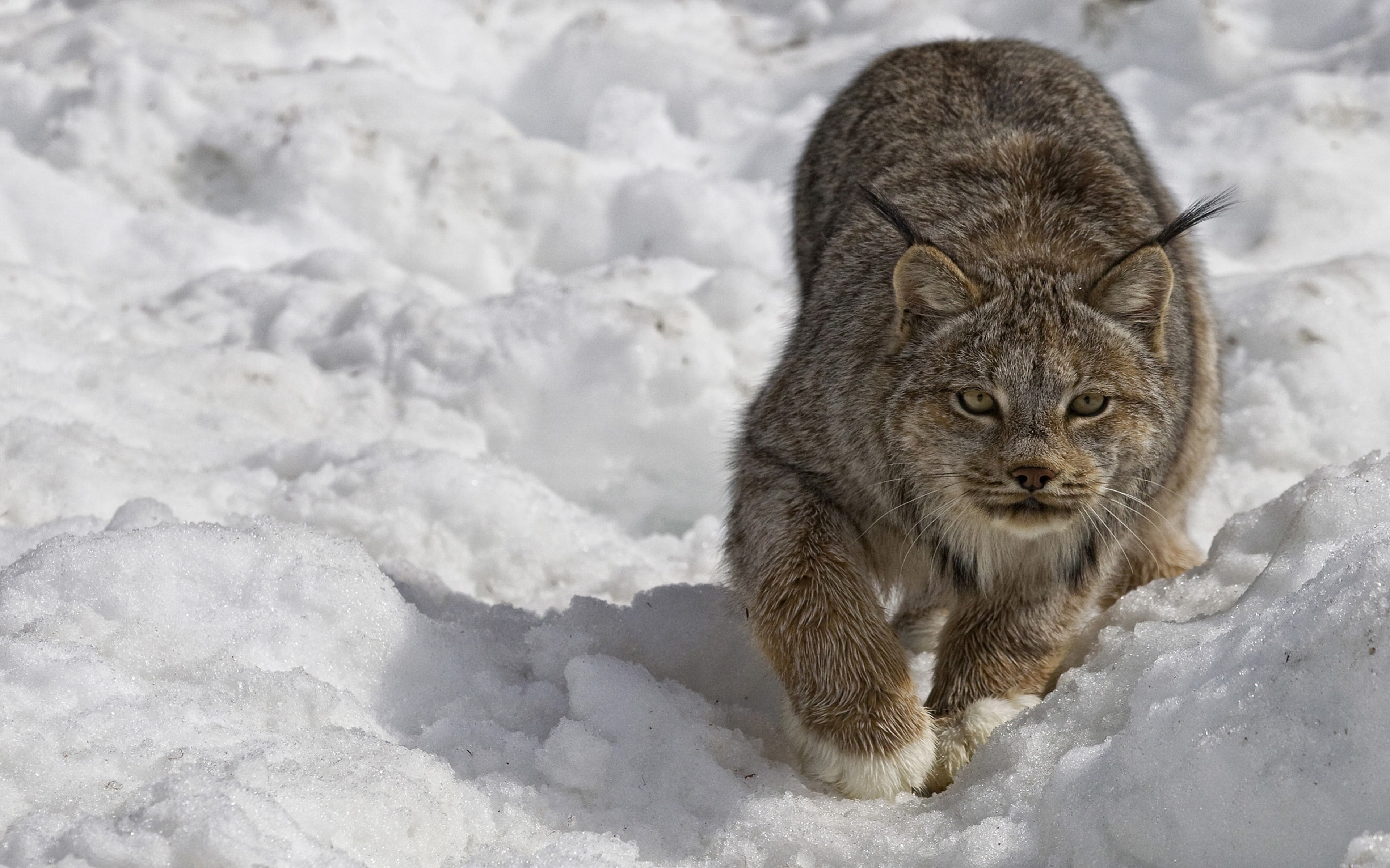 4K, watson, computers, hd, mobile, lake, ultra, yukon, lynx, laptop, k, animal, canada, phones, desktop, tablet, HD Wallpaper