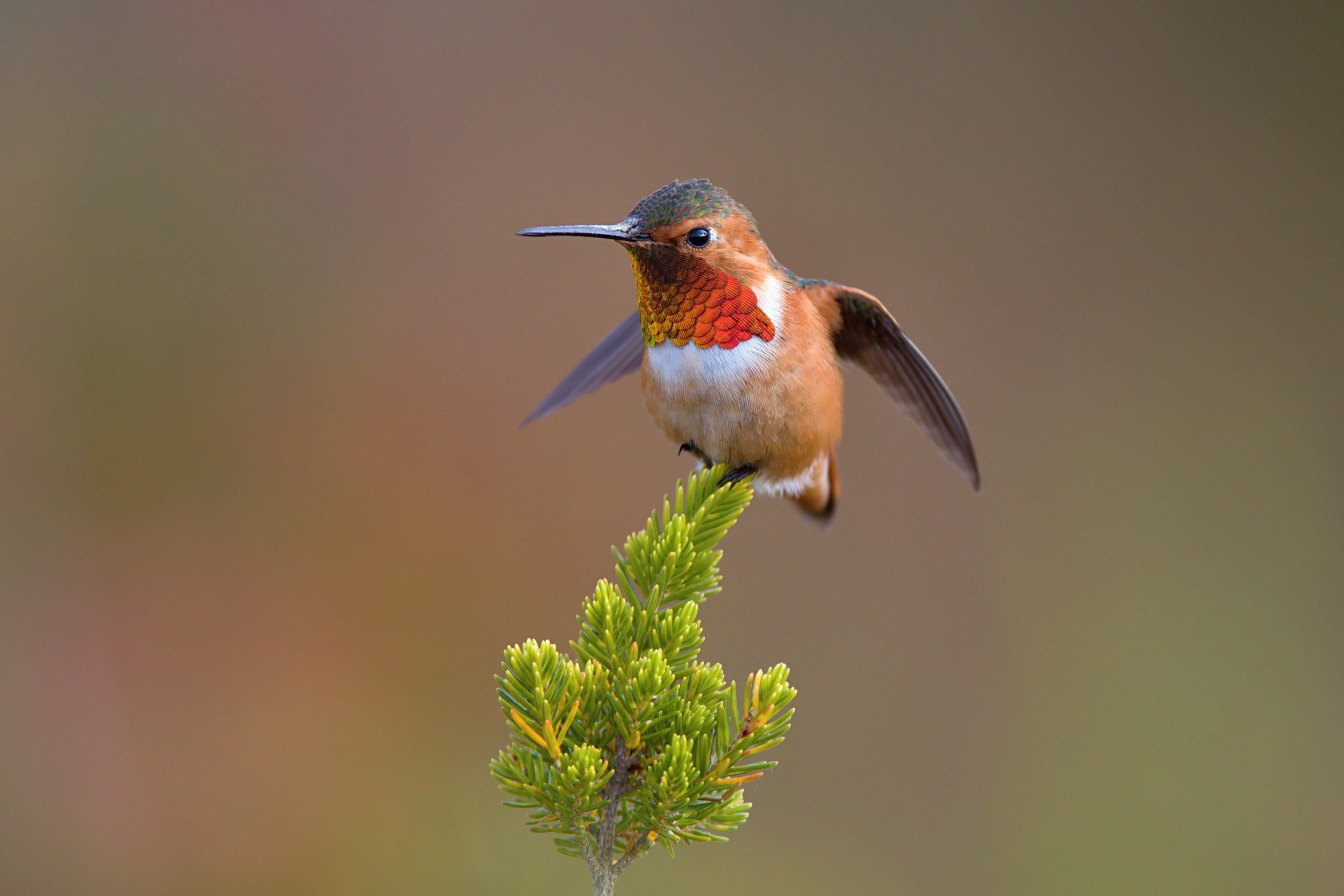 red, America, wildlife, wild, 1080P, birdwatching, songbird, bird Watching, Allens Hummingbird, Santa Cruz, wings, hummingbird, hovering, beak, background, HD Wallpaper