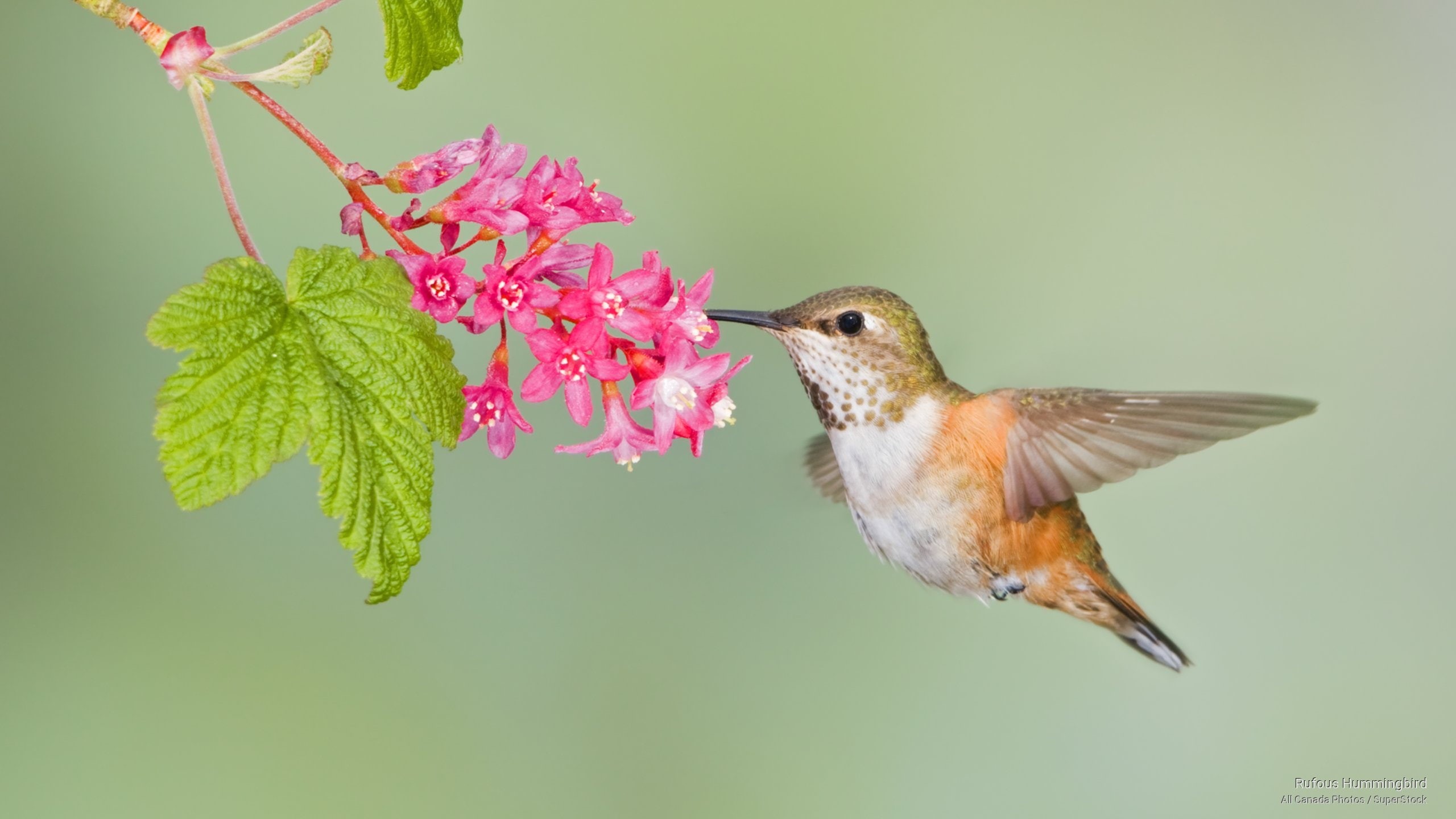 2K, rufous, Birds, hummingbird, HD Wallpaper