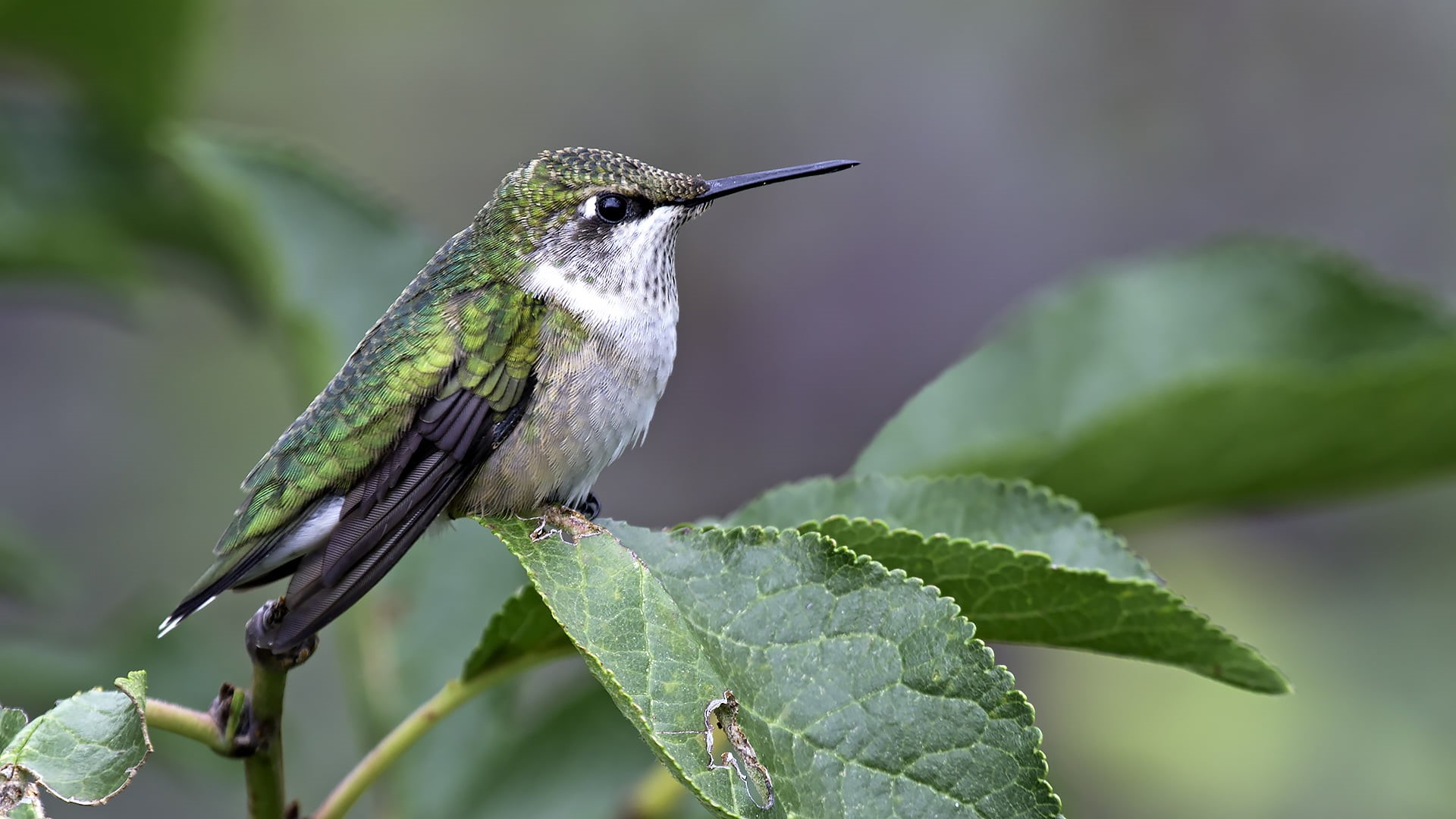 1080P, hummingbird, animal, female, feather, shallow focus, photography, shallow, bird, leaf, green, focus, wildlife, beak, gray, branch, nature, Ruby, HD Wallpaper