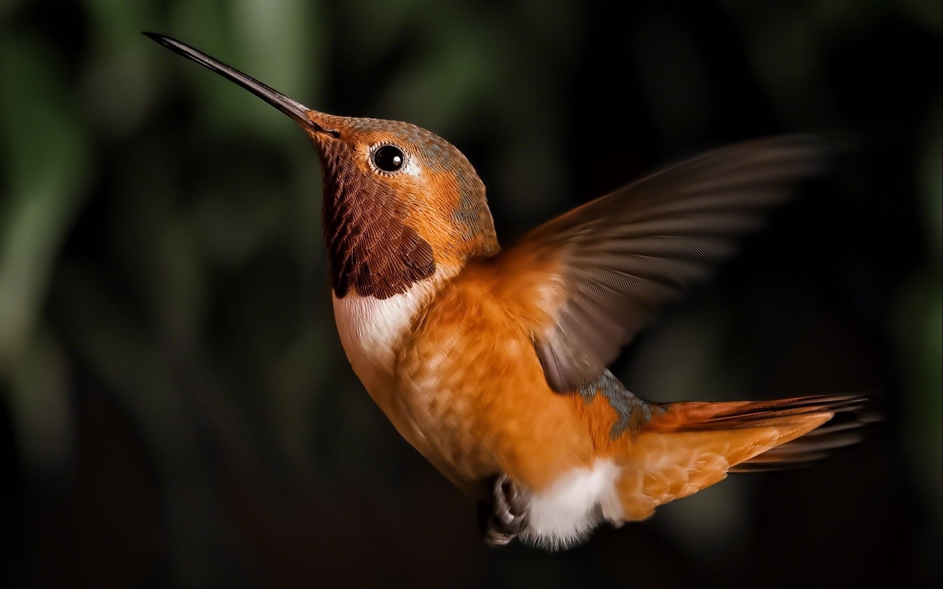 hummingbird, 1080P, hd, bird, animals, HD Wallpaper