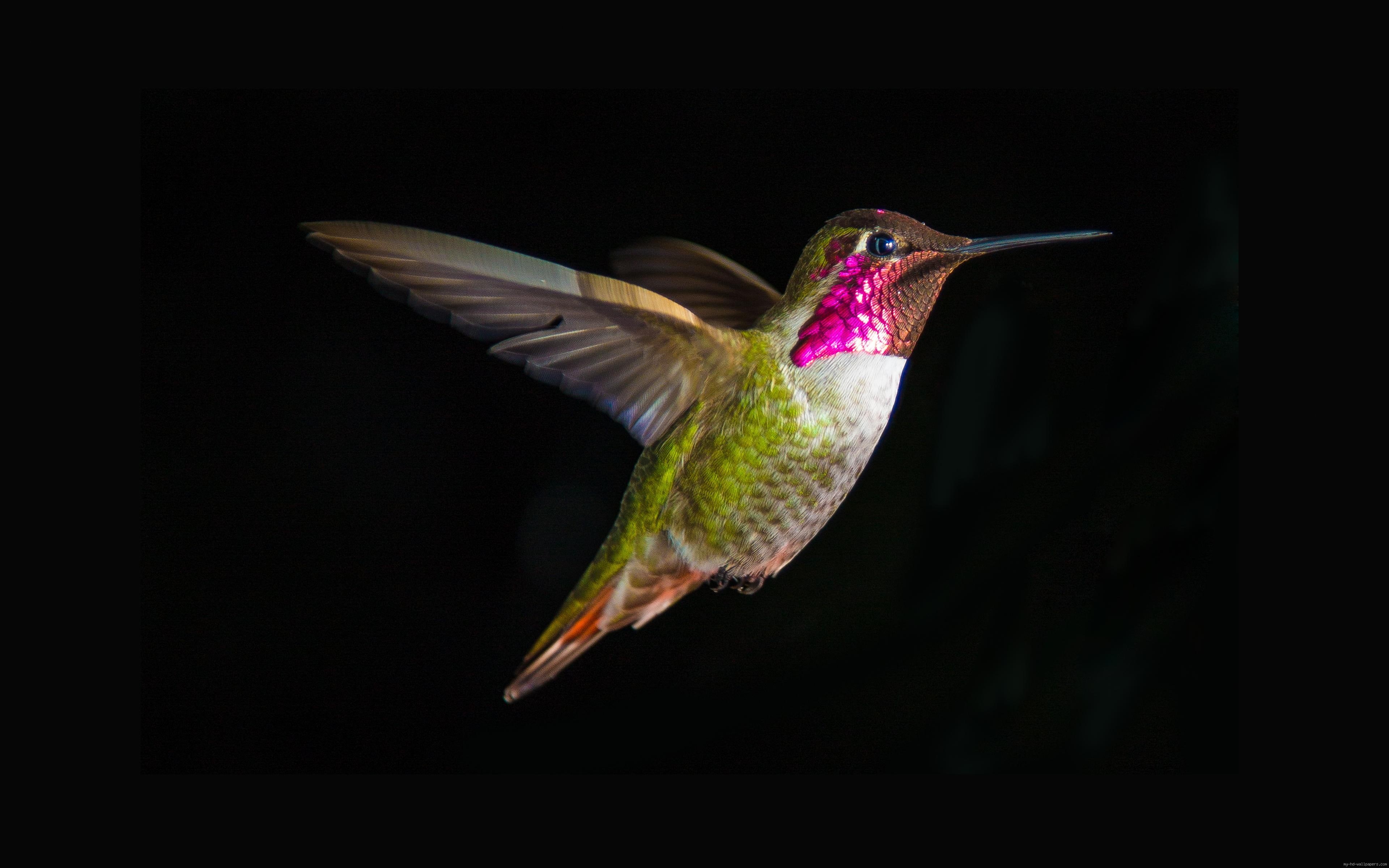 flying, black, brown, green, pink, 4K, background, animal, bird, hummingbird, white, HD Wallpaper