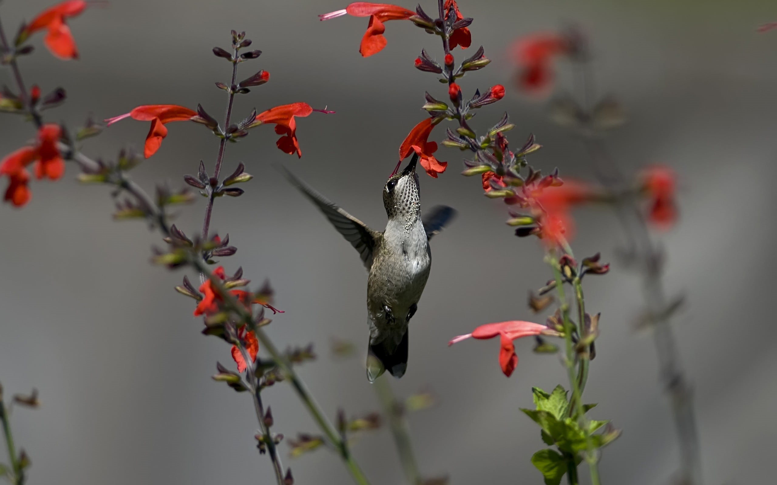 2K, vertebrate, close-up, animals, mid-air, day, animal themes, nature, hummingbird, flowers, animals in the wild, water, bird, focus on foreground, animal wildlife, HD Wallpaper