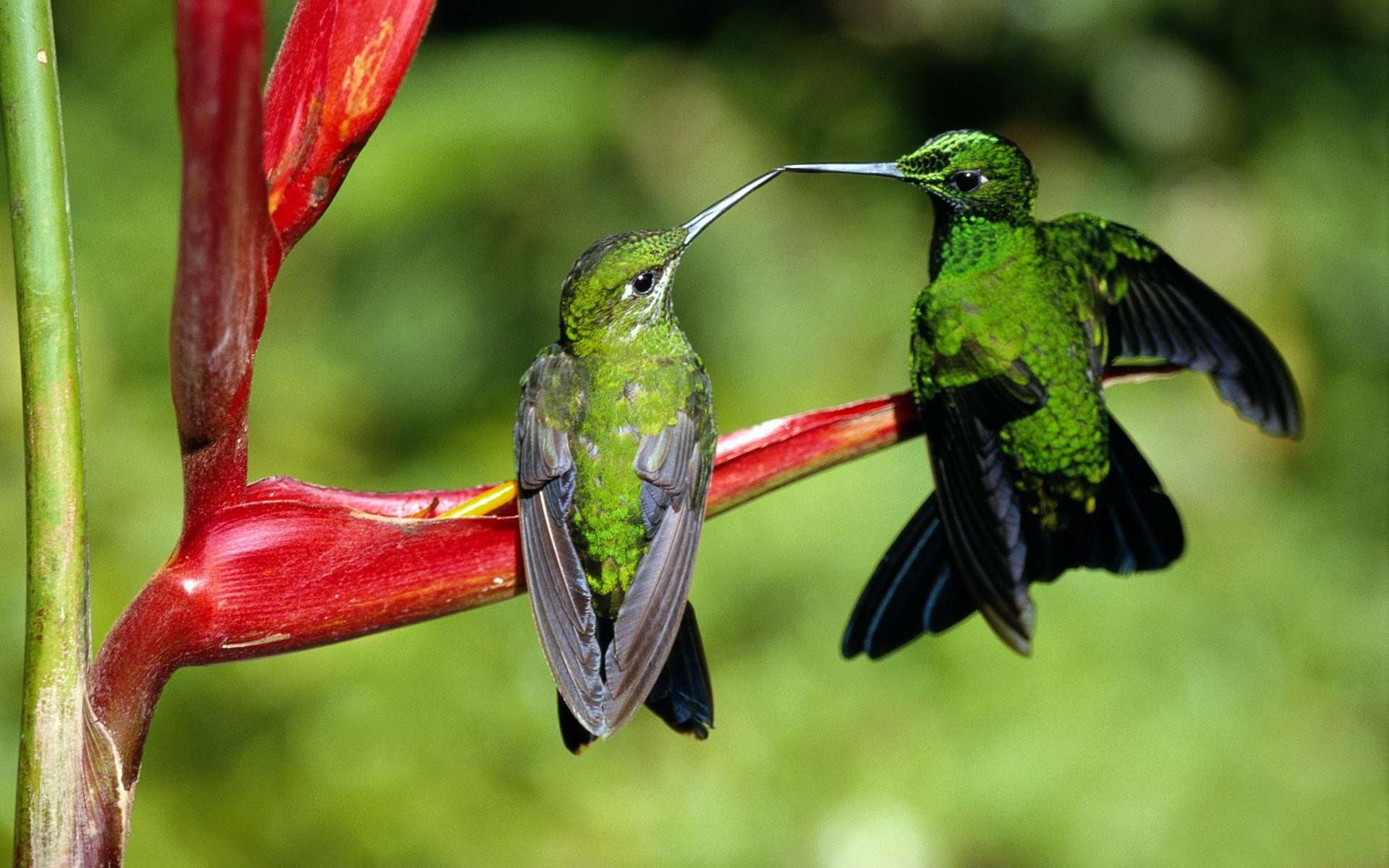 green color, animal, bird, perching, one animal, hummingbird, plant, animal themes, red, green, no people, focus on foreground, animals in the wild, animal wildlife, HD Wallpaper